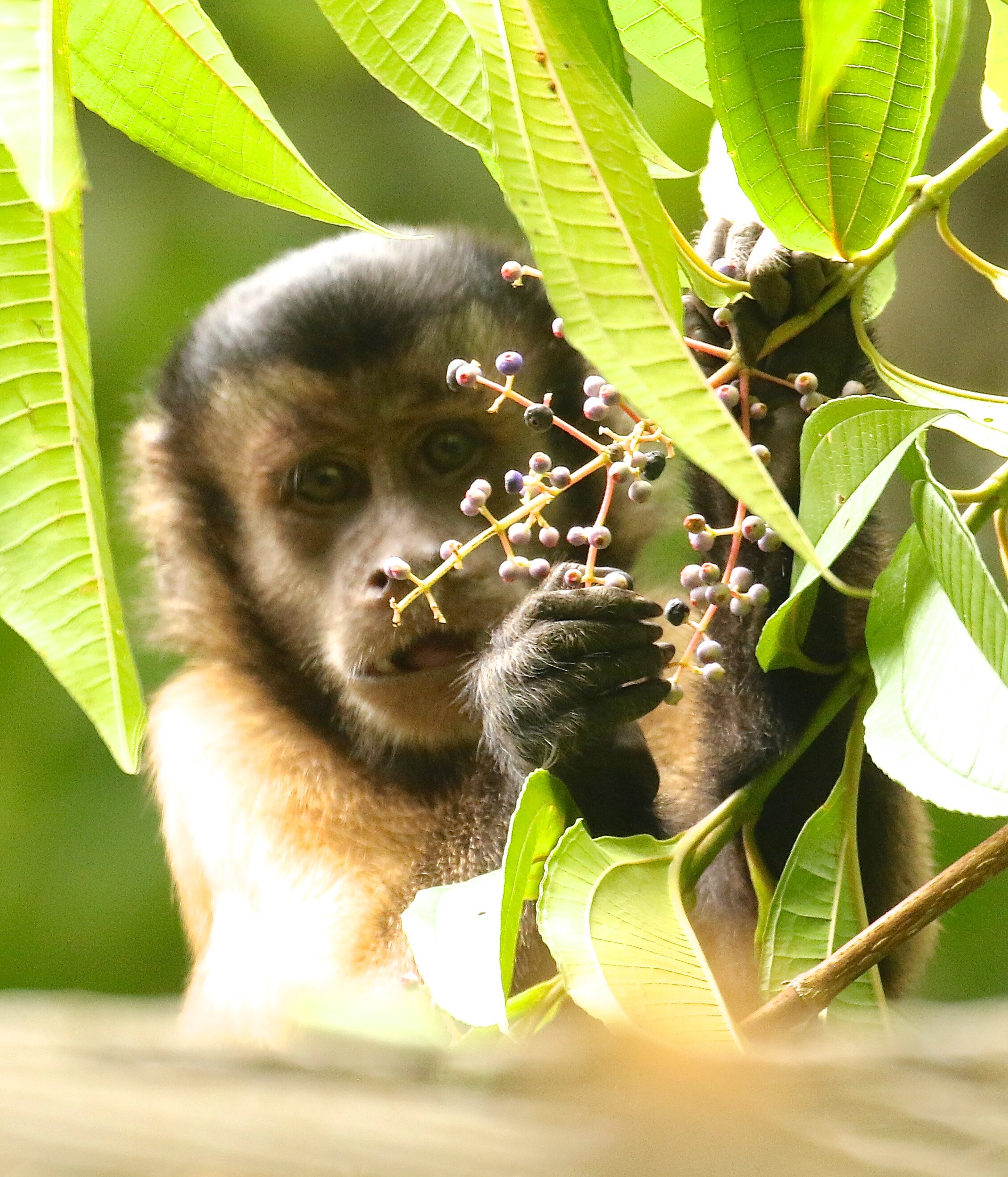 Parc zoologique — Zoo de Guyane
