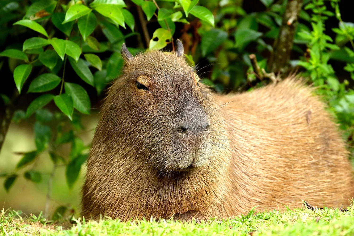 Parc zoologique — Zoo de Guyane