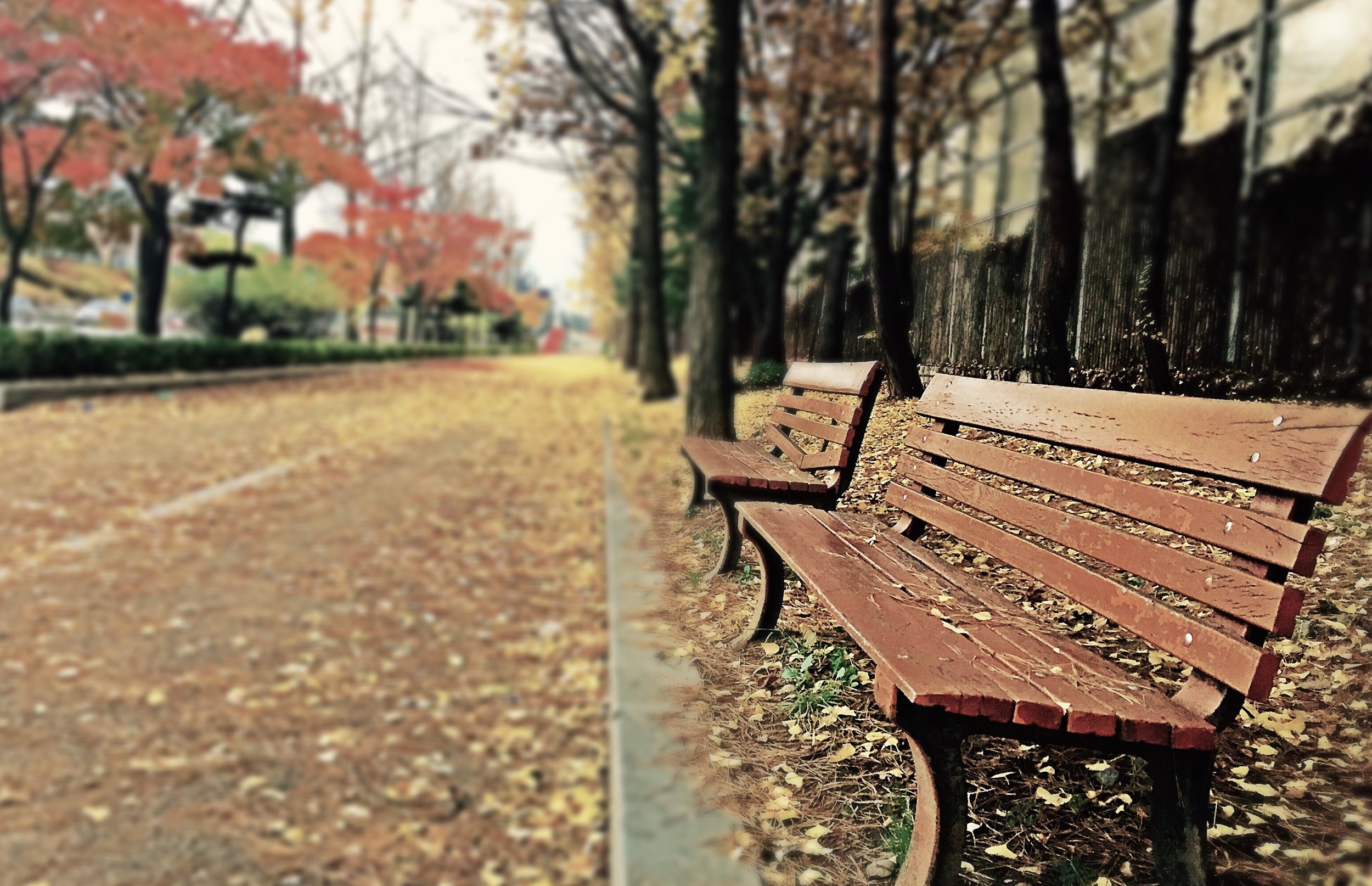 Fall Path.jpeg