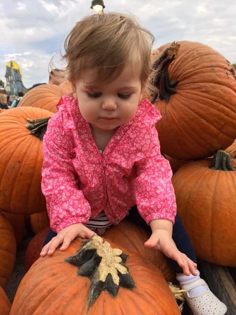 Getting to grips with a pumpkin patch
