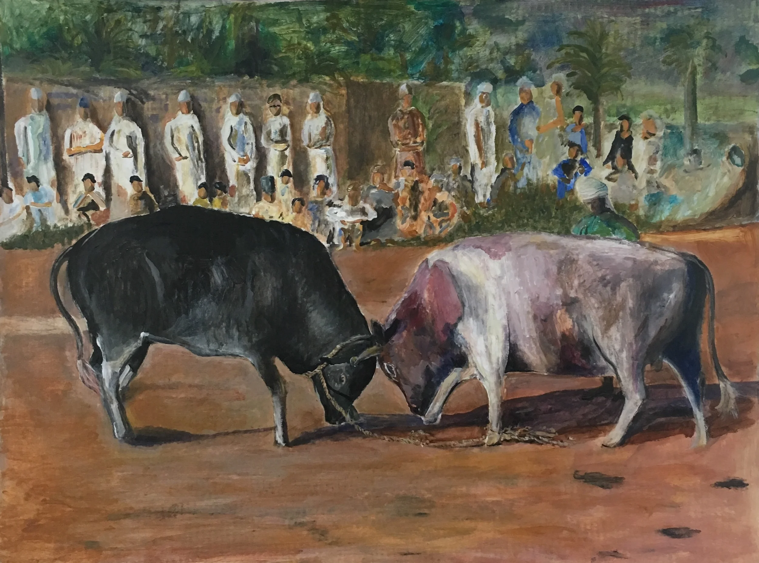 bull fight