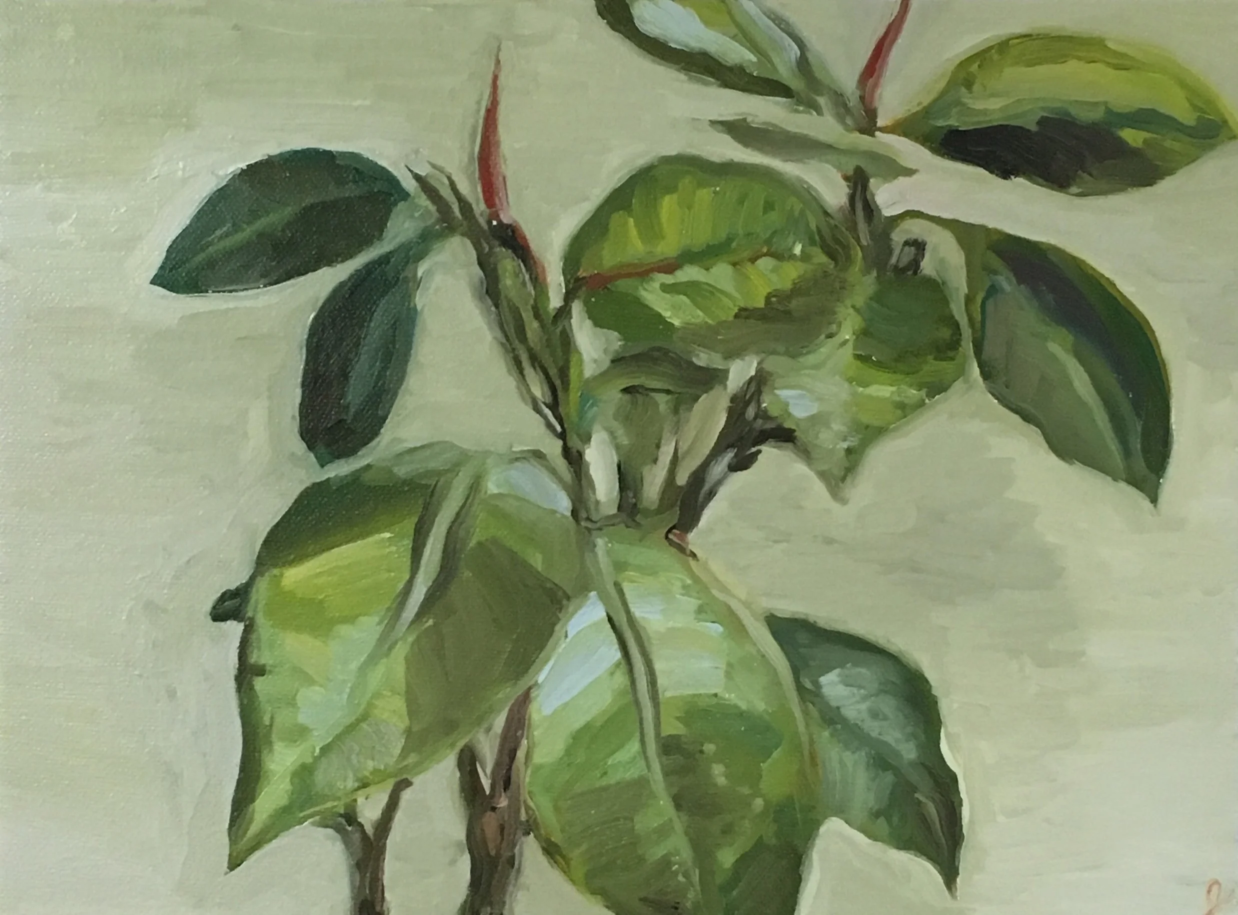  "plant" 8 x 10" oil 