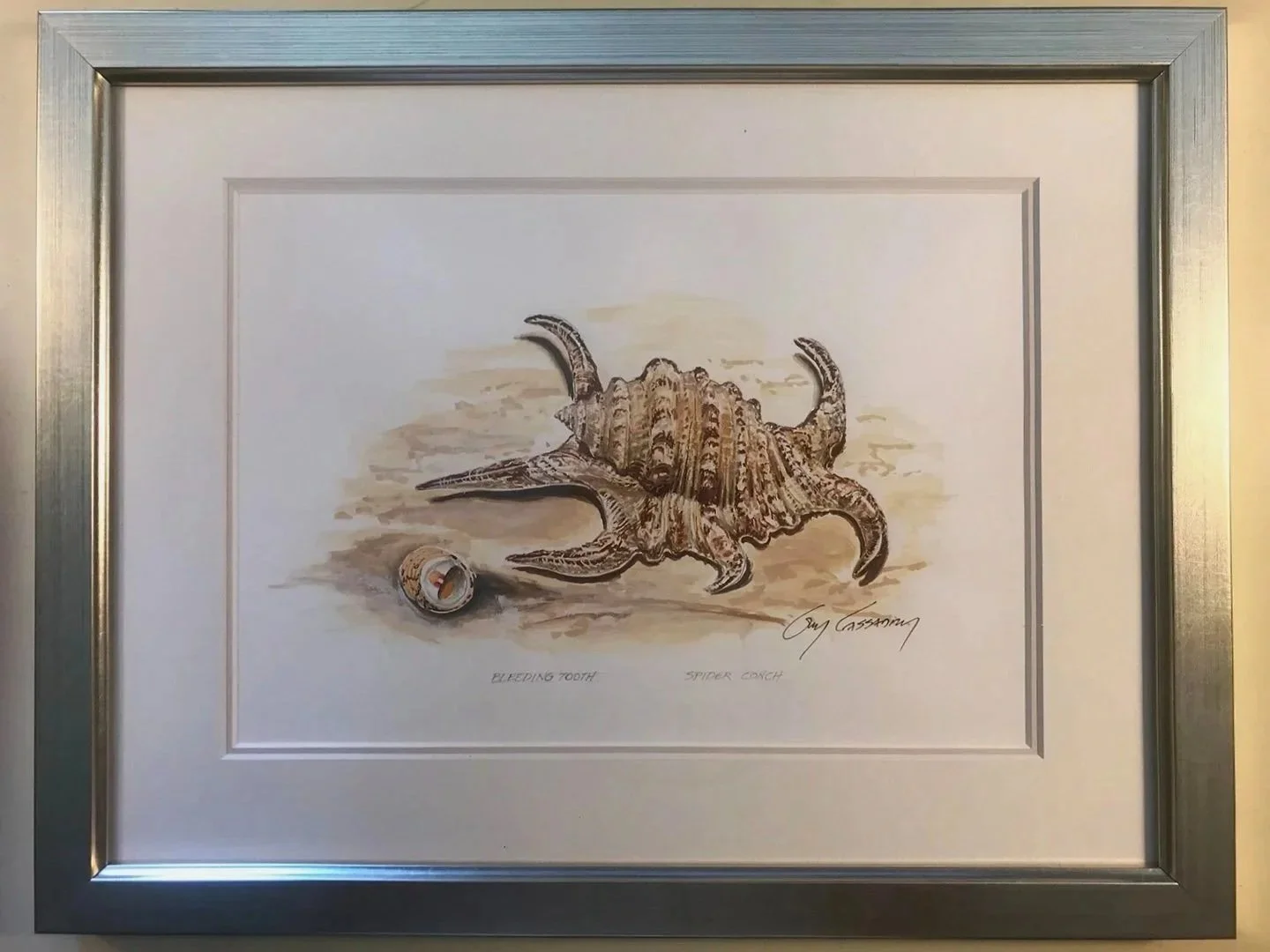Spider Conch with Bleeding Tooth Snail