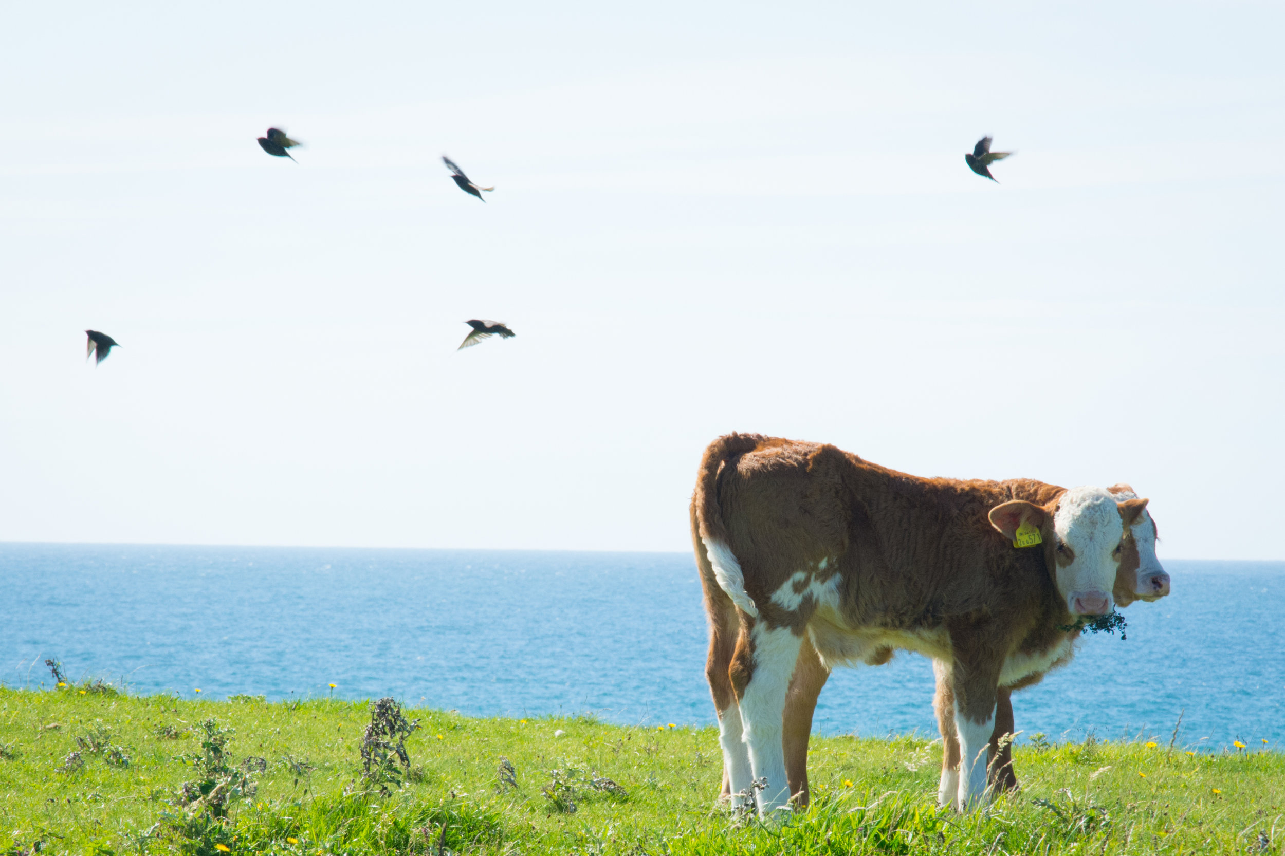Birds in flight at lunch time | Balephuil, Tiree, Outer Hebrides. Nikon D7100 (18-105mm f/3.5-5.6G ED VR Lens)