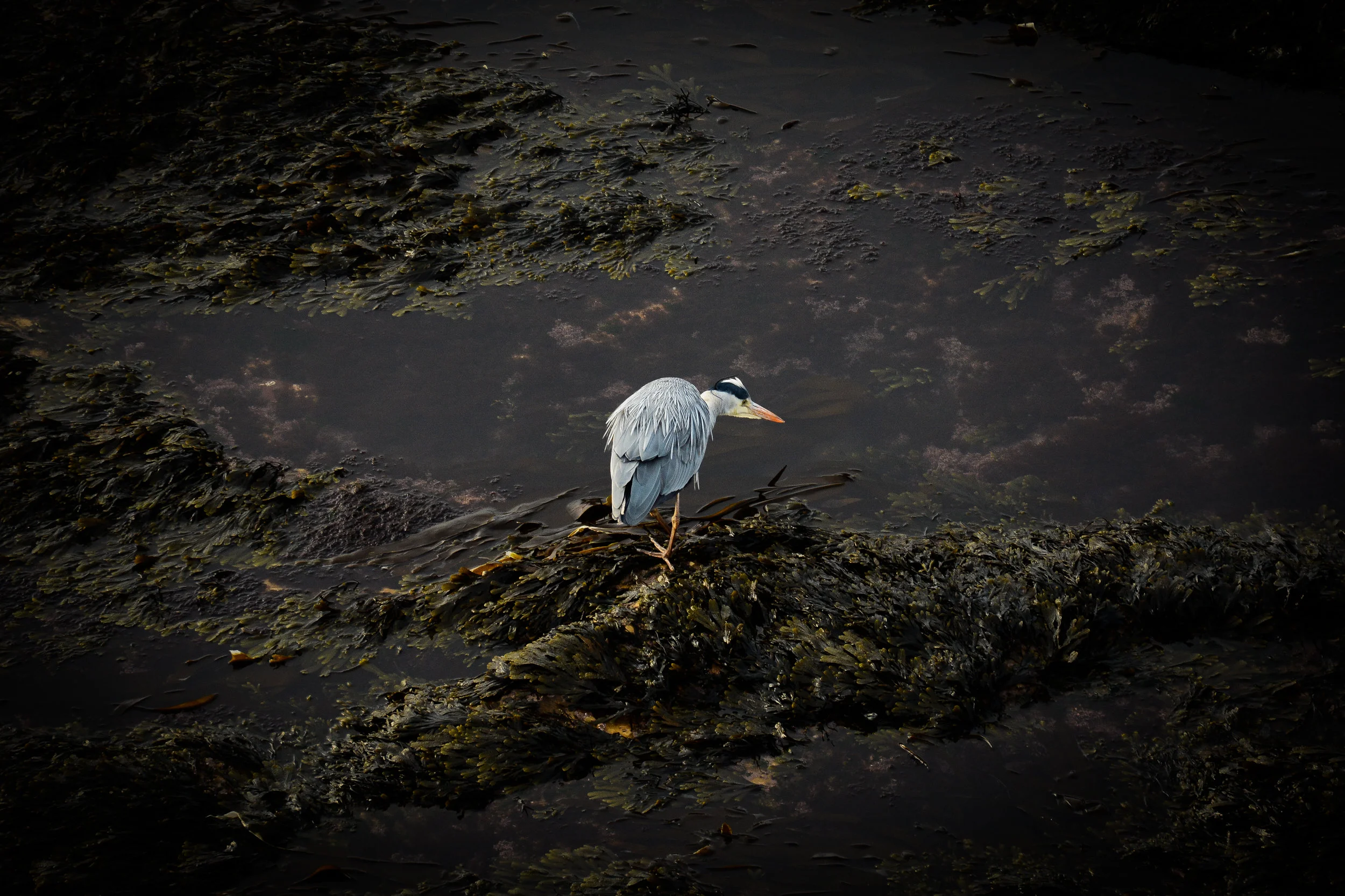 Fishing heron. Nikon D7100 (18-105mm f/3.5-5.6G ED VR Lens)