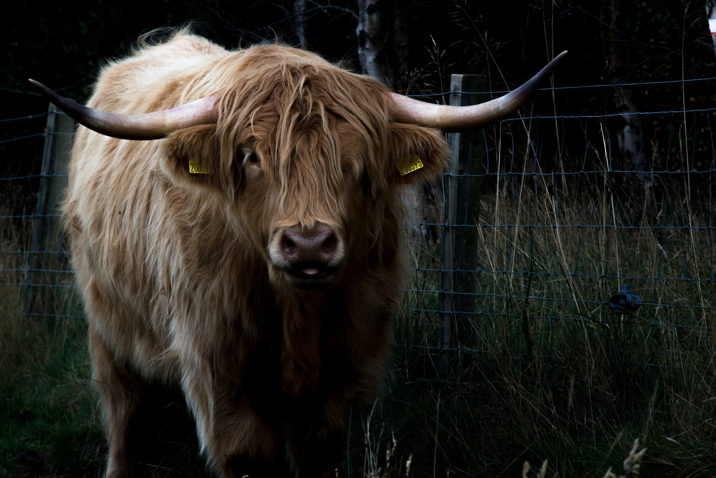 Moody coo. Pentlands, East Lothian, Edinburgh. Nikon D7100 (18-105mm f/3.5-5.6G ED VR Lens)