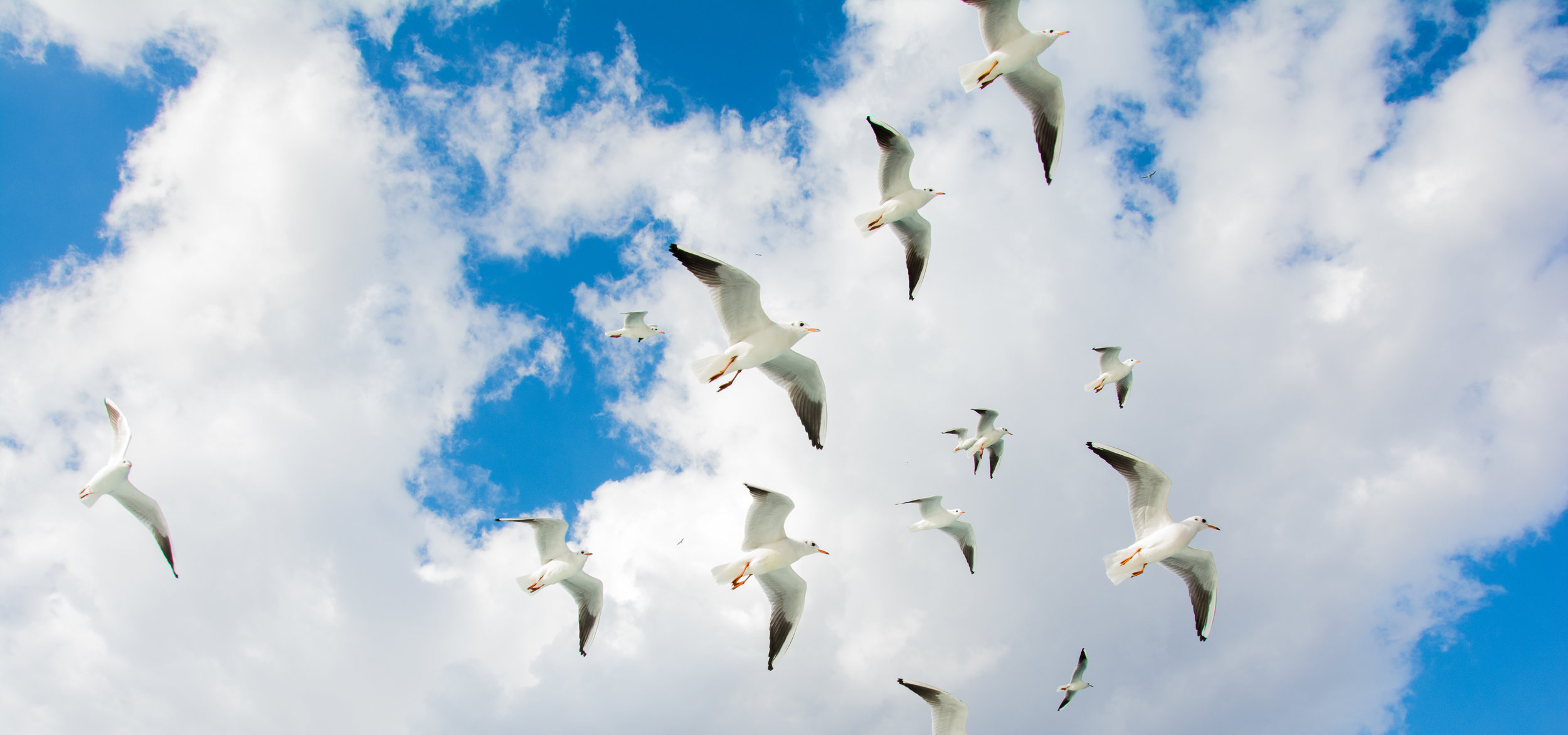 Nikon D7100 24mm f1.8 // Gulls in flight, Istanbul.