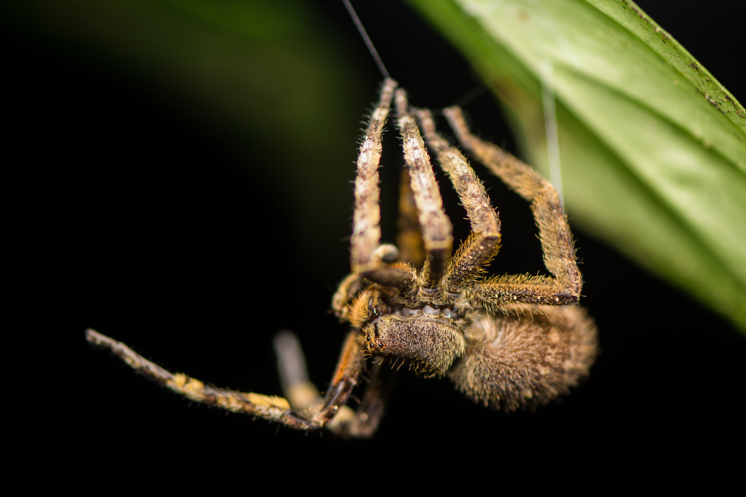 Wandering spider