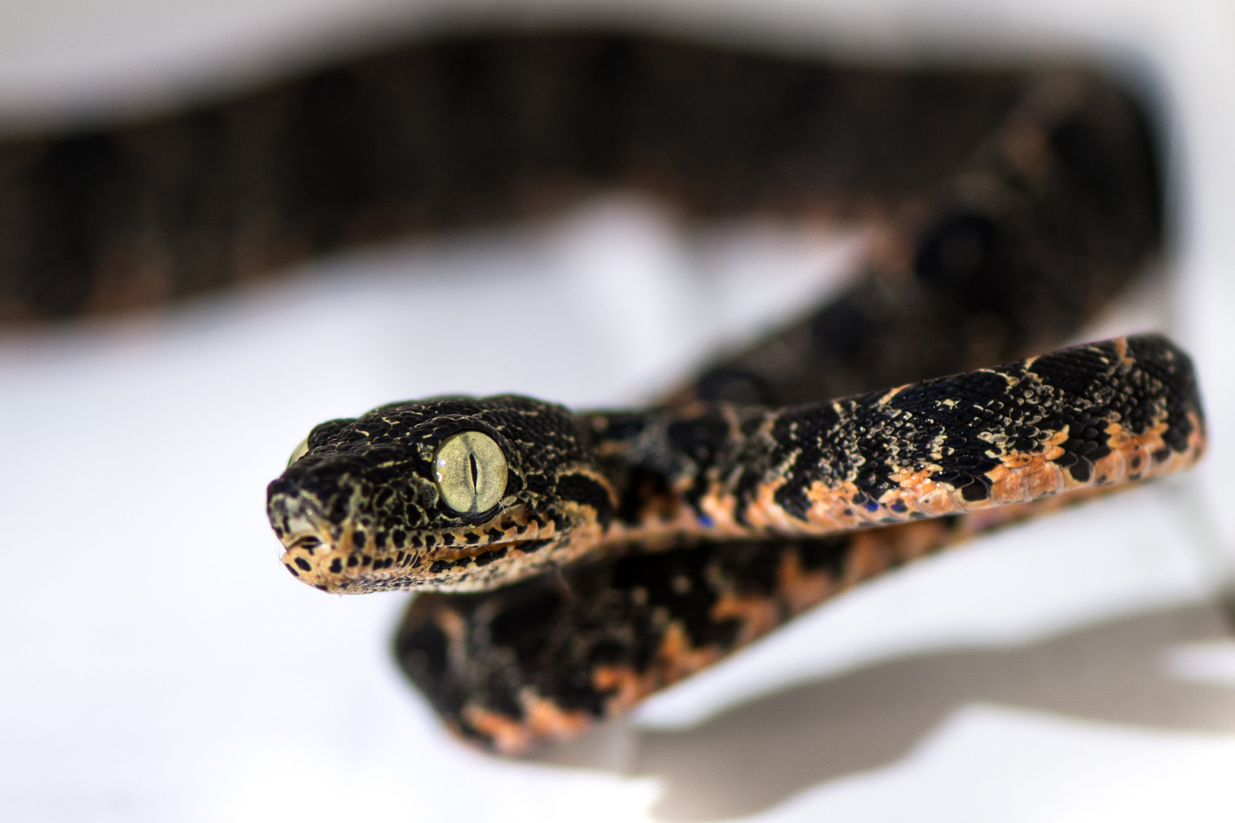 Amazon tree boa