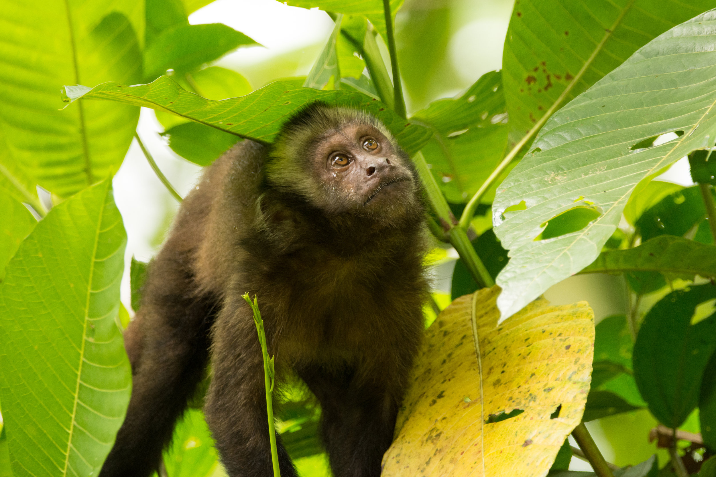 Foraging capuchin