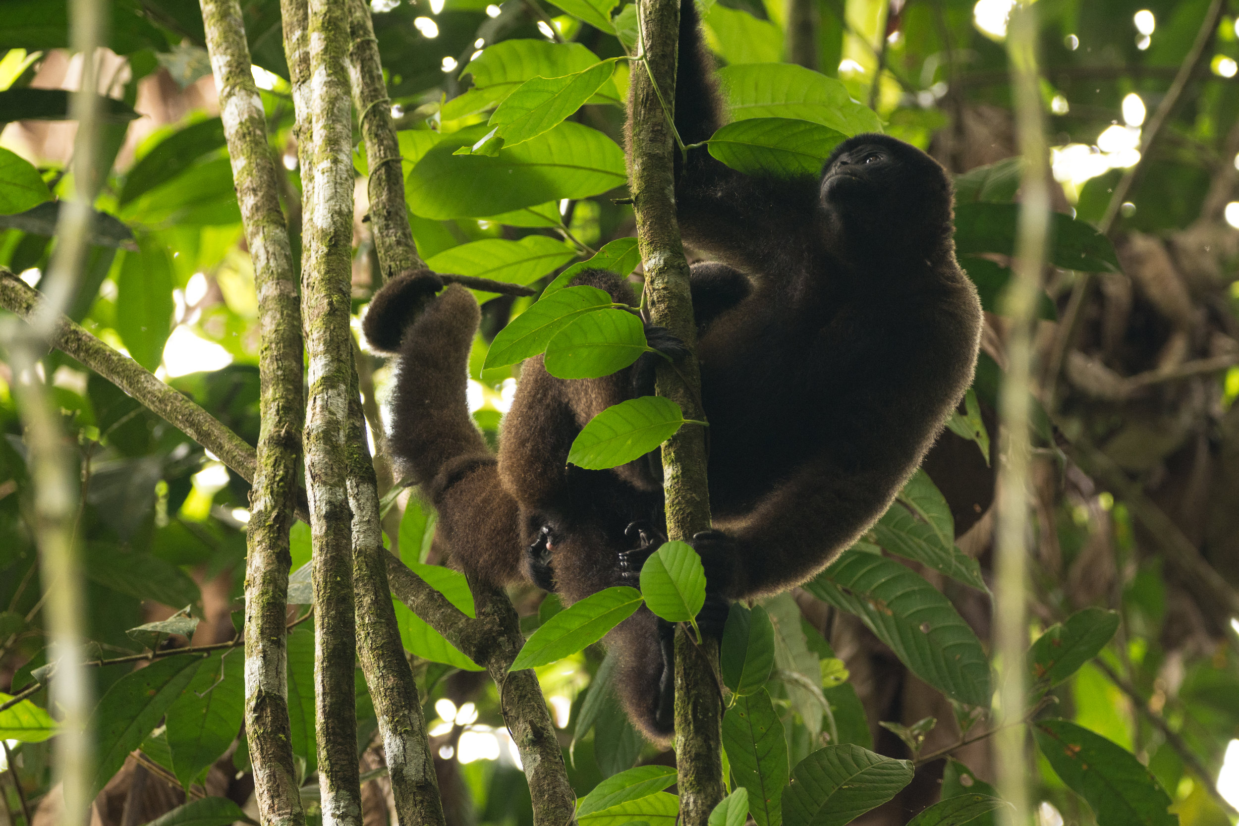 Woolly monkey and baby
