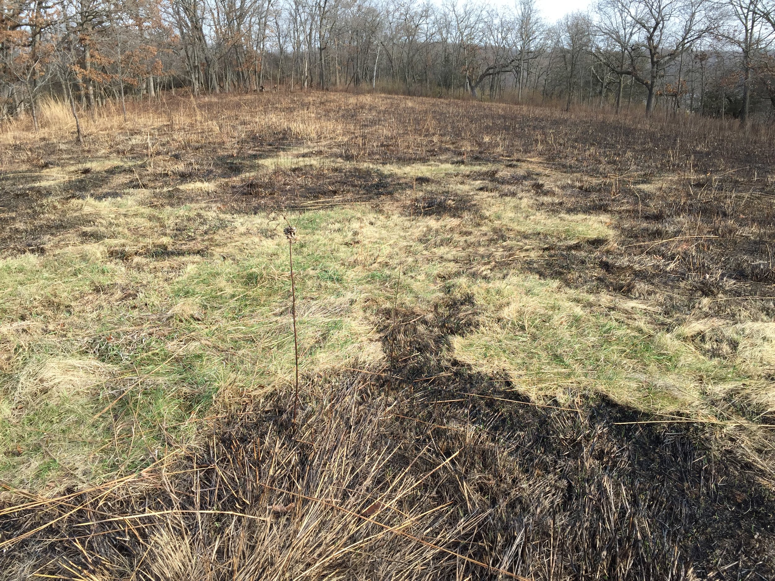 When this prairie was burned, this buck's bedroom was revealed. This makes it easy for us to determine where to put a blind in.