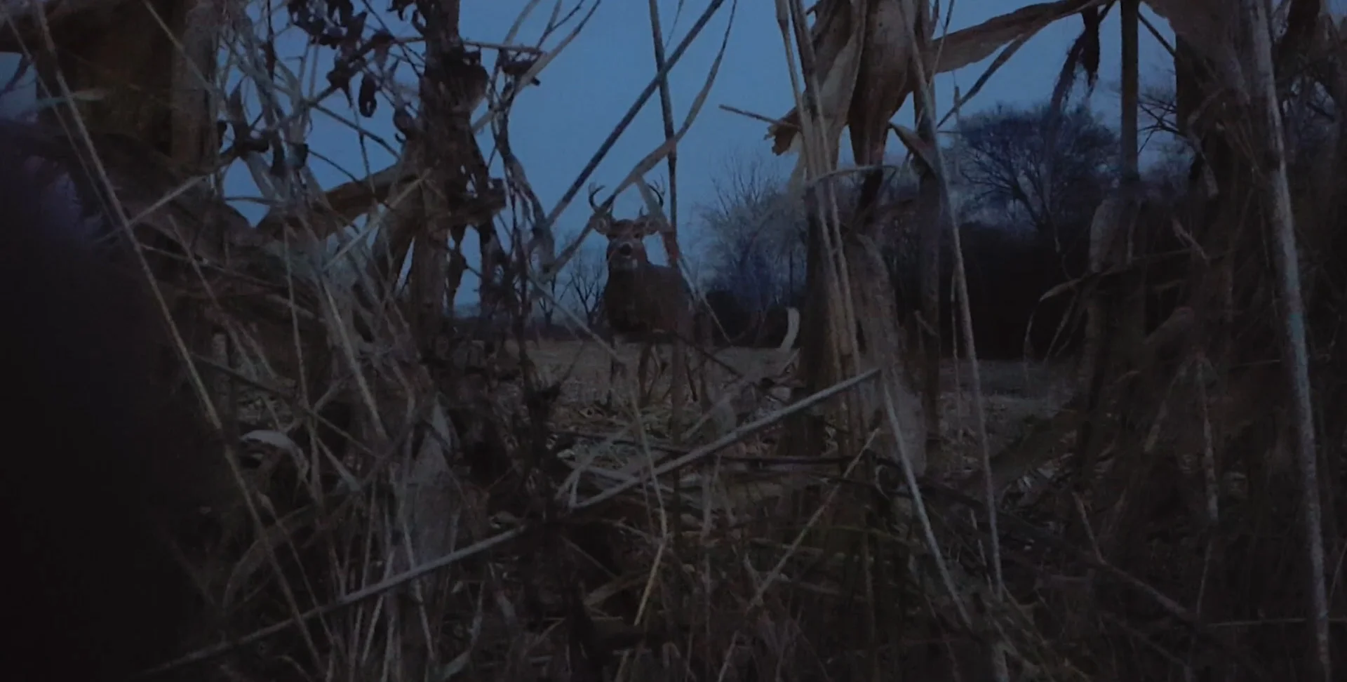 Joey'sBuck.jpg