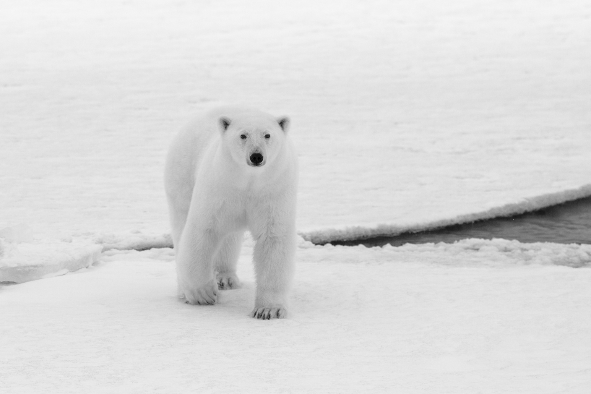 A female polar bear gracefully crosses a large crack in a floating slab of ice on the frozen ocean. The difference in reflectivity between areas of bright white on the ice and the deep black sections of open ocean are vitally important to the climate system. Ice can reflect light and heat from back out into space, moderating the climate of the entire planet. The more area that is dark ocean though, the more heat is absorbed on earth and the faster warming occurs. The struggle of polar bears and sea ice may feel like a distant, separate and invisible from our daily lives, but the earth is an intertwined system. The impacts of what happens in the Arctic matter around the globe just as our footprints around the globe will dictate the future of the Arctic.