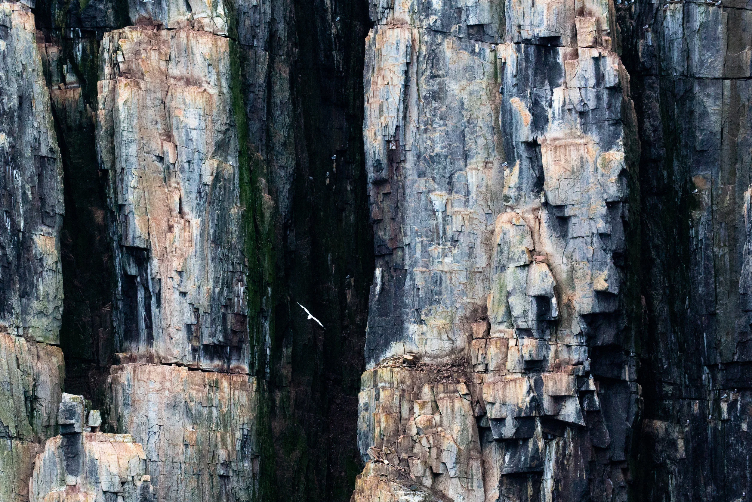 A black-legged kittiwake flies among the jagged cliffs of Alkefjellet in Northern Svalbard. The cliffs and spires which rise like skyscrapers 350 feet out of the Arctic ocean, are one of the most important bird nesting habitats in the archipelago. Though a sheer cliff may seem like a strange place for any creature to make its home, the colorful and steep basalt columns provide guillemots, kittiwakes, and gulls with a nesting habitat that is inaccessible from possible predators like the egg-loving Arctic fox. Each summer, the cliffs come to life with birds as 60,000 guillemots and thousands more of kittiwakes and gulls fill every ledge and nook of the small, glacier encircled cliff-band.