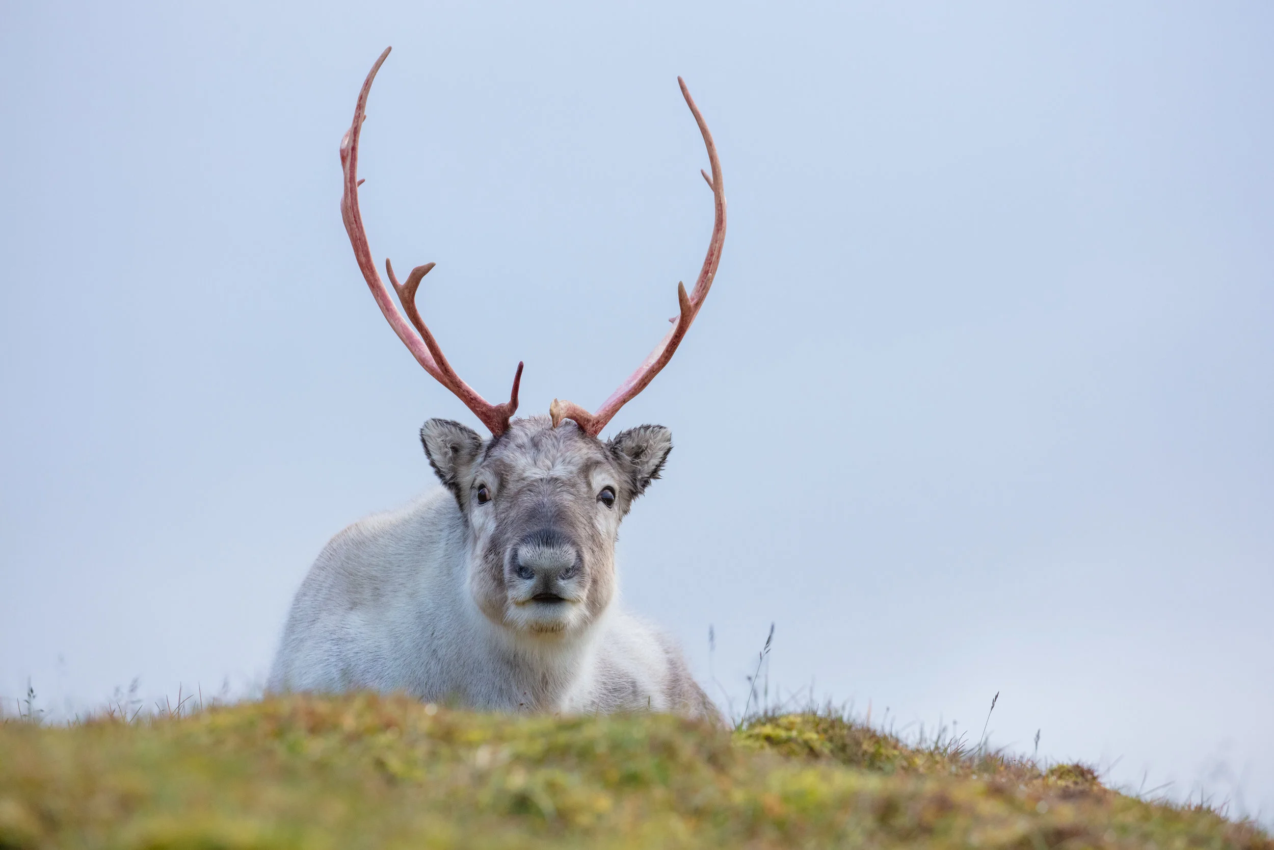 A Svalbard Reindeer rests atop a mossy ridge-line, overlooking the arctic ocean nearby. As the days shorten and the icy arctic winter approaches, reindeer shed their grey/brown coat and for a fluffy white coat that helps them survive as the northernmost herbivorous mammal in the world. Svalbard Reindeer look like something out of a children's book with their big eyes, round fluffy bodies, and short stubby legs. They are the smallest of all reindeer with a weight that is nearly half of the other sub-species. With no natural predators, they are incredibly friendly and docile animals which was their greatest downfall in the early 1900s when they were nearly hunted to extinction. After 1925, however, the sub-species gained legal protections and has since rebounded throughout the islands of Svalbard.