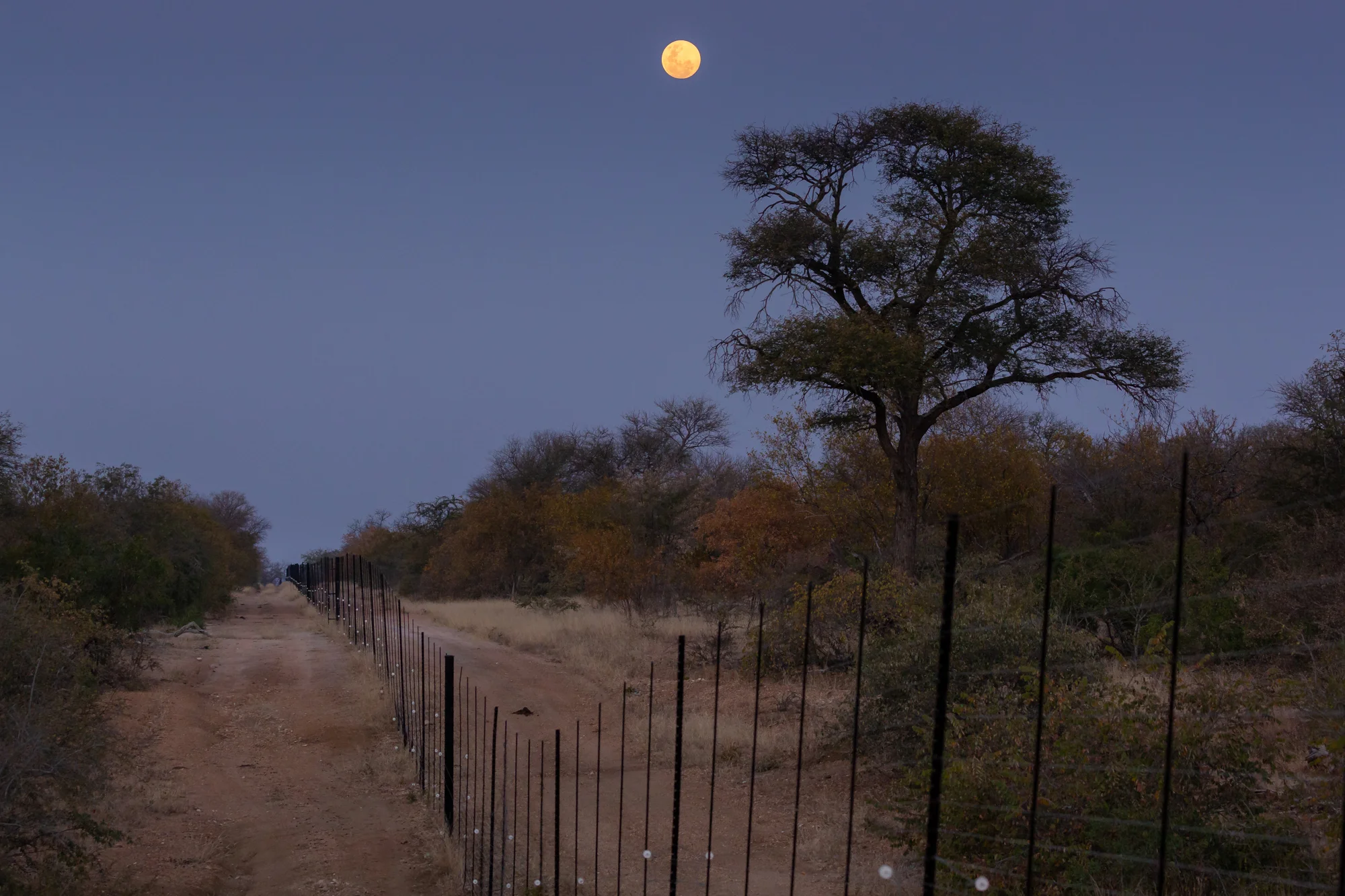 When many picture African wilds, the image of vast, untouched savannas often comes to mind. Though parts of Africa still retain the classic image, nature in much of South Africa takes on a different form. Large portions of the country’s landscape and wildlife are privately owned, segmented by mazes of fence line that dot the terrain. With the recent escalation of both tourism and conservation in South Africa, many wealthy landowners looking to boost their investments have converted what was once ranch land into much needed game habitat. Though the cattle are gone, the aura of ranching lingers on the reserves. The animals are confined by fences into heavily human-controlled landscapes where federal law designates wildlife as property to be bought, sold, and traded. Though the commercialization of nature challenges the historic principles of wilderness held by many, these private reserves have emerged as a crucial part of South Africa’s fight to save the continent’s rapidly disappearing species.
