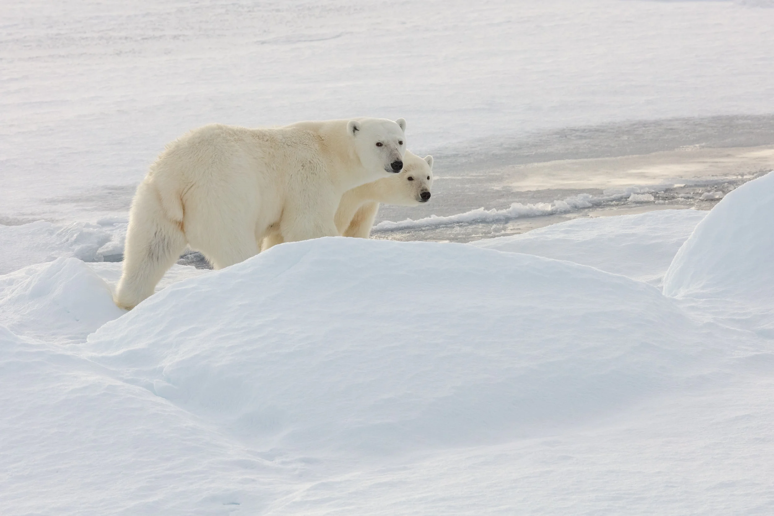 A yearling polar bear cub peeks out from her protective mother as they cross the sea ice in search of seals. Within an average lifespan of between 15-30 years, this polar bear cub and others in her generation may face a very different Arctic landscape. By some scientific estimates, the Arctic ocean could be ice-free within the lifetime of this young cub. Getting humans to act on climate change is one of the greatest challenges of our time because climate change is often talked about in the future tense despite the fact that actions to mitigate changes are needed in the present. When challenges feel distant and overwhelming, people often respond with complacency as a way to cope. Yet in places like the Arctic and increasingly around the globe, our impact on the planet is having immediate and drastic implications in the present that are breaking records and outpacing predictions.