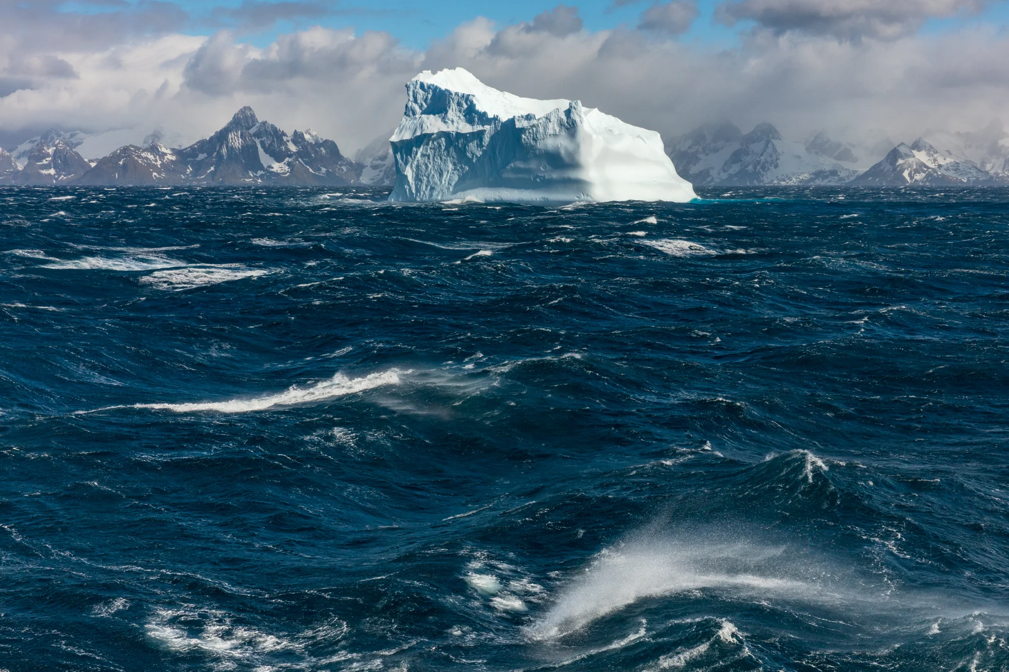 When I told people I was going to South Georgia, I got a lot of furrowed brows thinking I was visiting the southern US state. In reality, a very different expedition was on the horizon. South Georgia is a sub-antarctic isle located over 1000 miles south-east of South America and is home to one of the greatest concentrations of wildlife on earth. Reaching South Georgia is no simple task. After more than two full days of air travel, we reached the Falkland islands where we embarked on a 3 day crossing of the world's most volatile seas. Our first views as we finally approached were giant icebergs, broken from Antarctica itself, drifting in the windswept waves beyond the rocky island in the distance. The mountainous coastline, which looked like a piece of the Southern Andes lost at sea, gave little hint to the spectacle of wildlife that we would encounter onshore.