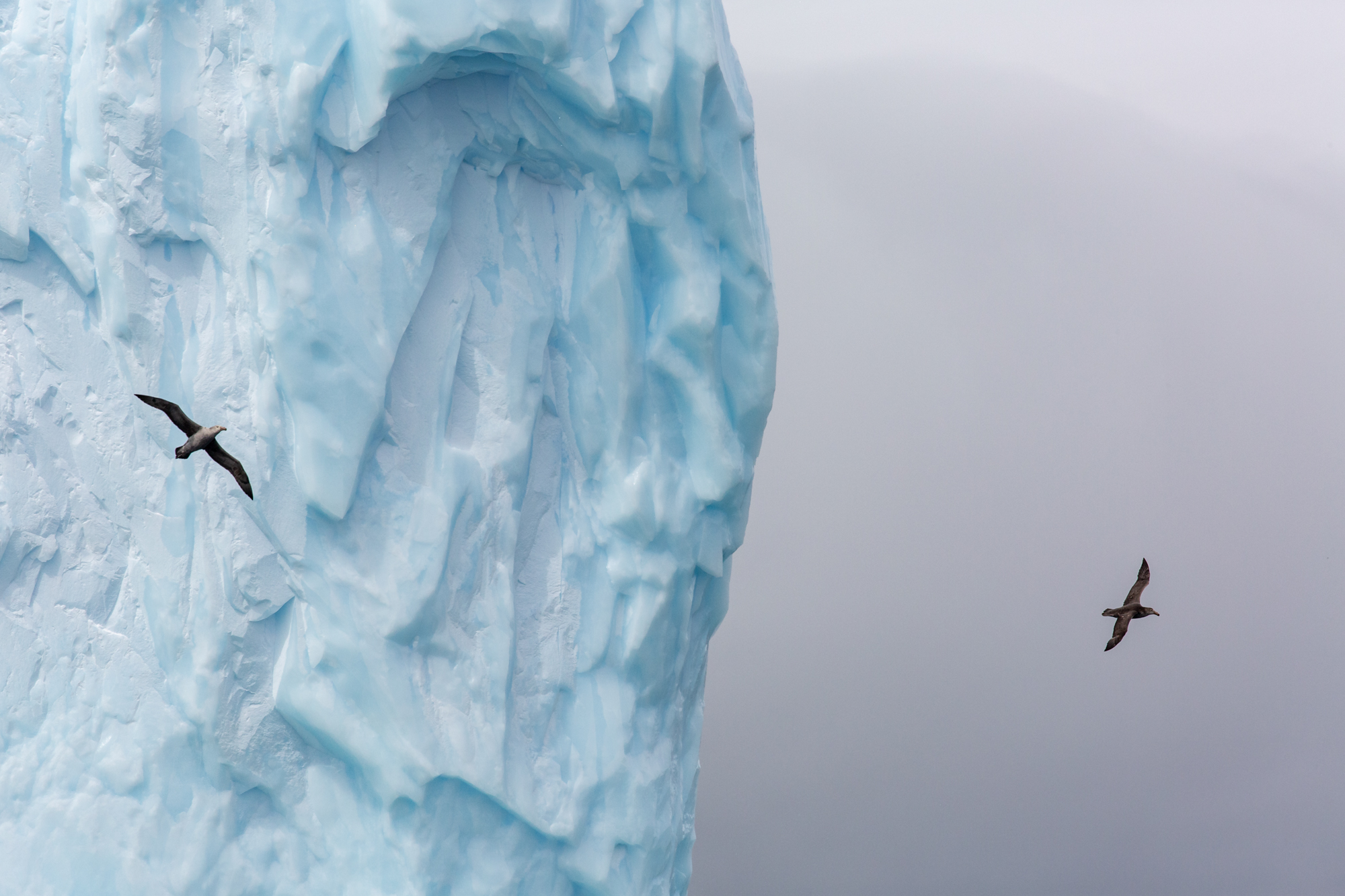Two giant petrels surround a sheer wall of a glacial iceberg broken from the Antarctic continent and lost at sea off the coast off of South Georgia. At first, it seems odd that any species would weather the brutal conditions of South Georgia. The cycles of nature that make it a hotspot for wildlife however, are hidden in plain view. Giant tabular icebergs like this one provide an important clue. South Georgia is located along the main current that surrounds the icy continent of Antarctica and though the water is very cold, it is filled with nutrients that are key to life. This life-giving water is often deep at the seafloor because of its cold temperature, but the land mass of South Georgia forces the rich waters upwards where an explosion of life thrives, providing the perfect feast for the penguins and other creatures of the Southern Ocean.