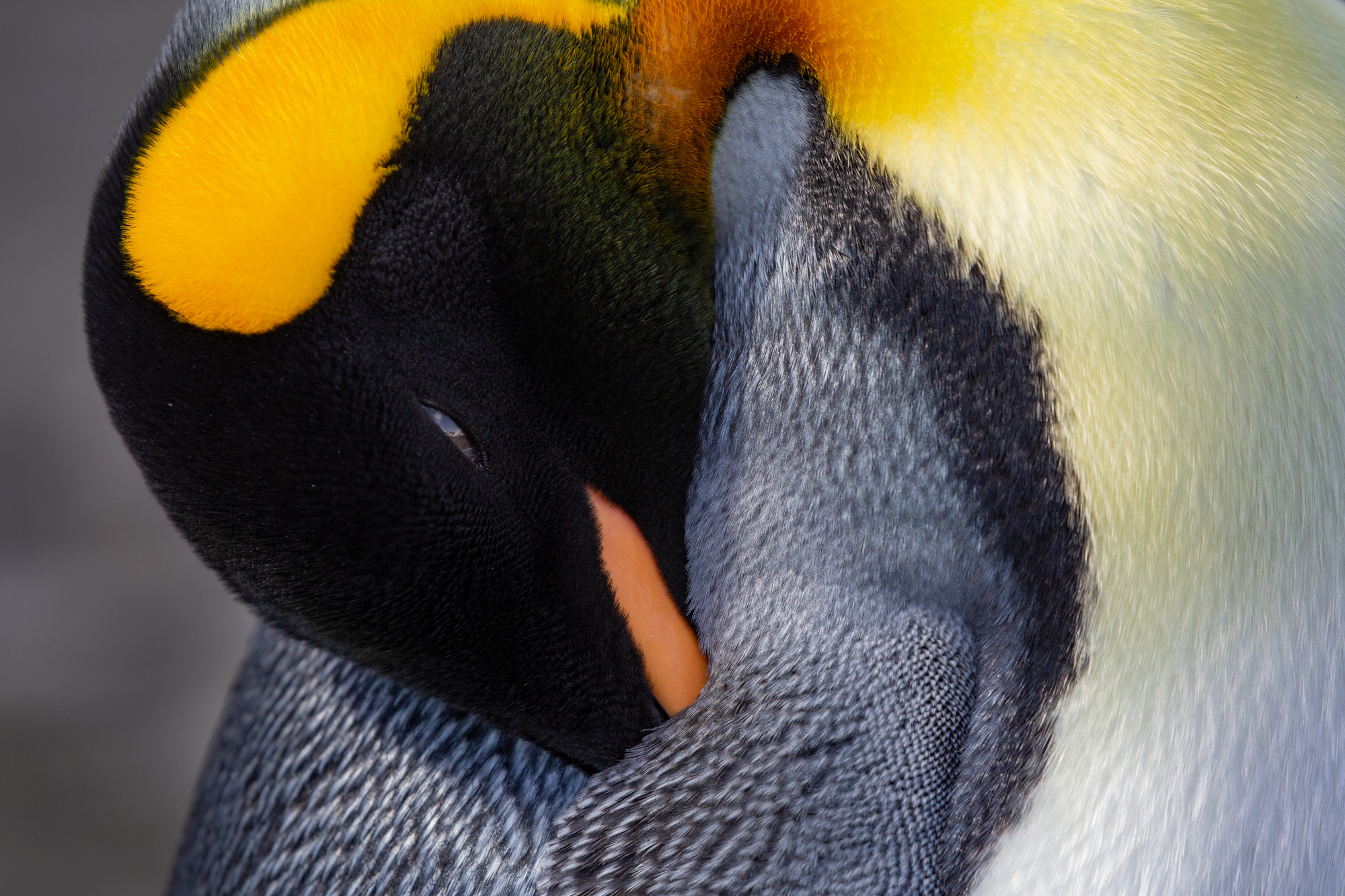 A king penguin rests peacefully in the sun, keeping one eye open (like a child watching for a glimpse of Santa the night before Christmas - or whatever holiday you celebrate)! King penguins are often mistaken for their slightly larger and more famous siblings, the Emperors. Because Emperors are the biggest species, they often get the most attention, but King penguins have a much more elaborate and vibrant color pattern. Though the two share a similar chest, face, and beak, King penguins have far brighter orange, yellow and sometimes red along with the shimmering silver and black on their backs.