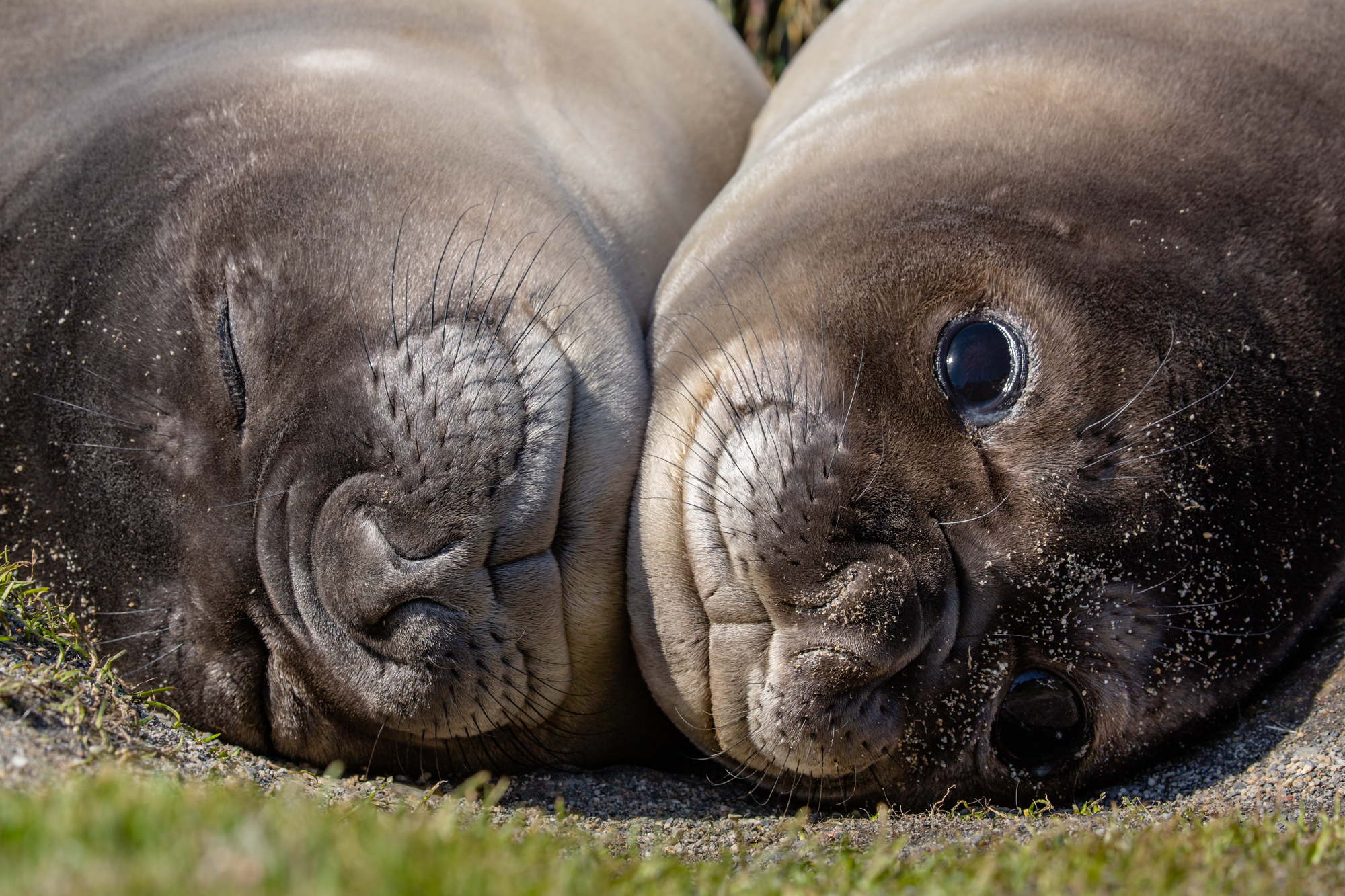 Penguins are not the only animals raising young in South Georgia. A pair of baby elephant seals (also known as “weaners”) seek each other's company on the beaches of South Georgia having been weaned from their mothers. Elephant seals in their weaner phase seem to think anything is their mother and if you aren’t paying attention, it is not uncommon to find a group of them crushing your camera bag under their rolls of blubber. The explosion of new life that is growing up on the beaches of South Georgia today is staggering, but not long ago it was the site of one of the most destructive wildlife massacres in history. In the late 1700s commercial seal hunters flocked to the beaches of South Georgia as if they had found gold. Sealing operations for oil and pelts were so intense that the island was nearly wiped clean of its fur seals and elephant seals in a matter of decades. With little left to hunt, the sealing industry moved elsewhere and the fate South Georgia’s seals was finally given back to nature. It has taken more than 200 years to rebound, though it has done so in a manner than gives many hope for the ability to conserve species to recovery - the remote location of South Georgia aiding in the ability for species to recover without negative human influence.