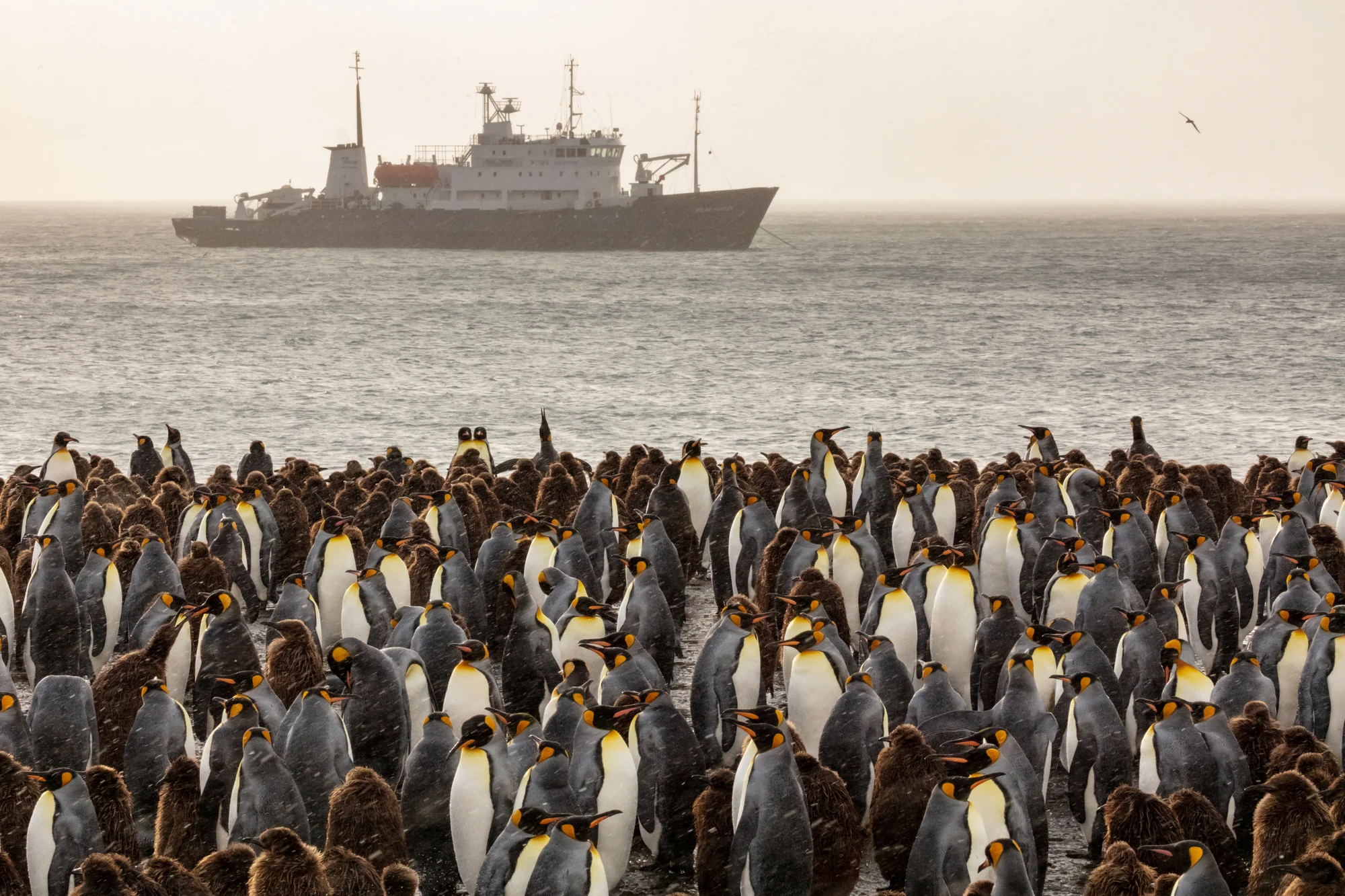The thing that almost wiped out South Georgia’s ecosystem and the thing that saved it arrived on the decks of ships. Without penguin-loving tourism ships bringing visitors to the remote island, rats would have started a wave of extinctions. In 2011 the South Georgia Heritage Trust and Friends of SG embarked on a seemingly impossible task - remove every last rat. If the project were to be a success, not a single rat could remain. Such a large scale island eradication had never been attempted (the previous being only 1/8th the size) and would require significant funding - 13 million dollars to be exact. Funding for a distant territory was not fully forthcoming from the British government, so only private fundraising could save the island. Tourists who had experienced South Georgia on expedition tour ships and the media they brought home was directly responsible for creating a community of people who were passionate to ensure South Georgia would not be forgotten. Racing against the clock of shrinking glaciers (which isolated sections of the island from migrating rats), conservationists worked tirelessly in the toughest conditions on earth to spread rat bait. Now, thanks to people who cared deeply about the island and its inhabitants, the impossible became a reality. South Georgia was declared rat free this spring, giving hope for the challenging future of saving species around the world.