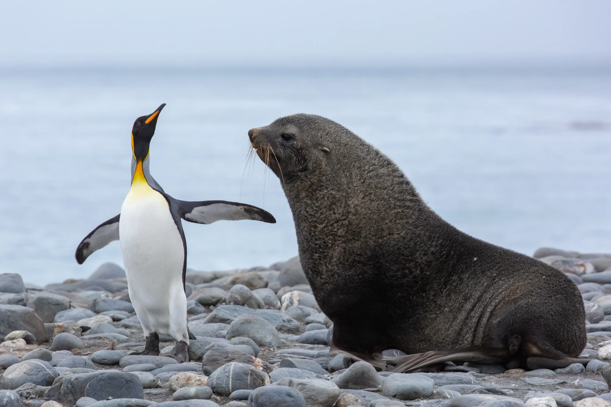 “May I have this dance?” - A brave King penguin playfully teases an Antarctic fur seal who was slightly less amused by the shocking turn of events that interrupted his afternoon nap... The goofy penguin danced and ran around the fur seal, facing his fears to play with one of the most dangerous animals on the island. Though the seal was reticent and confused at first, he eventually gave in and joined-in on the penguin’s game. Penguins and fur seals are very different species to say the least, but they have grown tolerant of one another as they both rely on South Georgia’s beaches as their home - though they occasionally like to mess with one another...