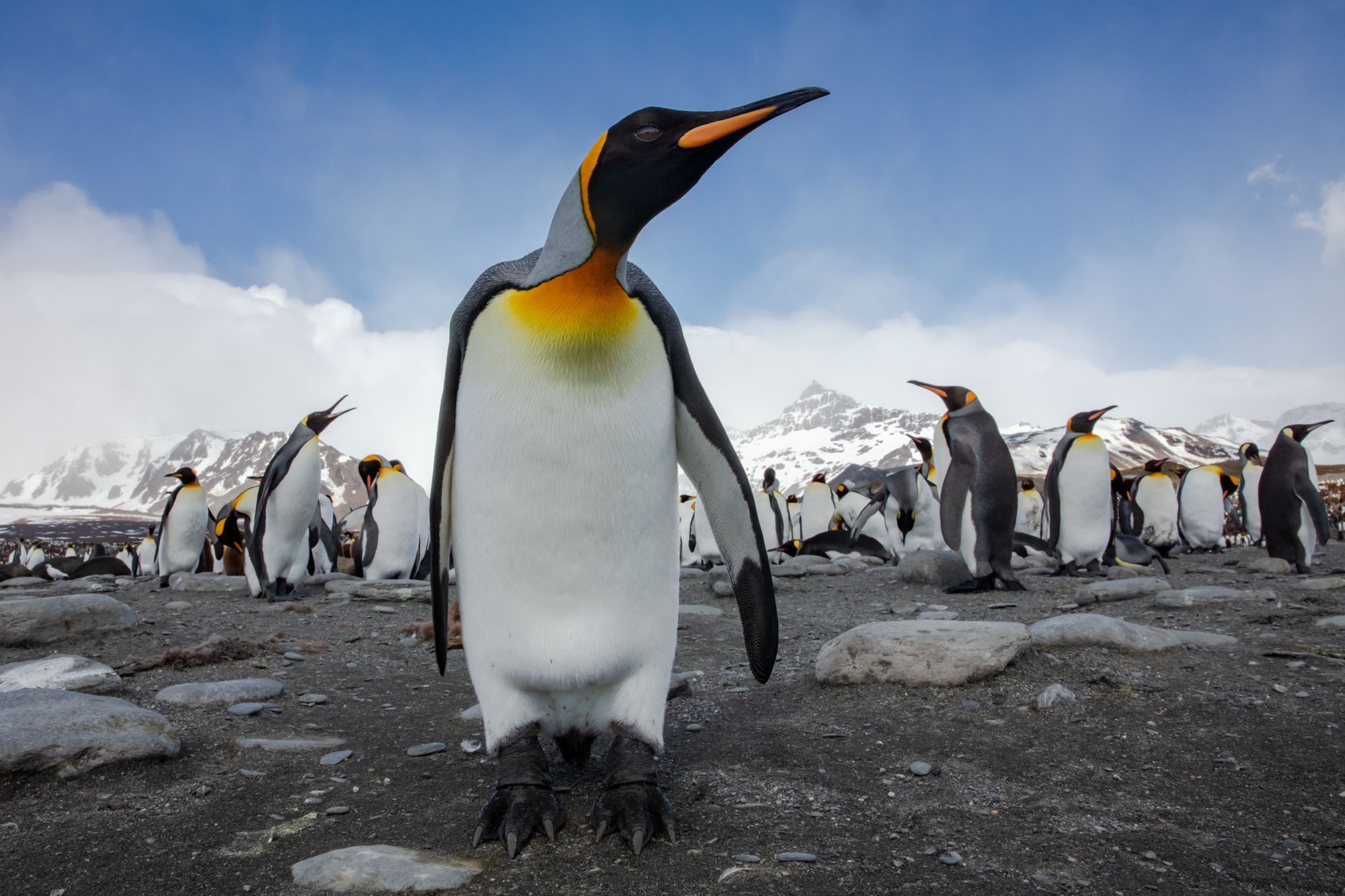 I was laying on my belly photographing the colony from the outside when this curious king walked right up to me and put his flipper out to the side as if to welcome me to his crazy home. Though the gesture was likely trivial, it is so easy to project human qualities onto penguins with their upright stance and tuxedo-like coloring. One of my biggest takeaways from South Georgia is that unlike many places in our anthropocentric world, the wildlife is truly in-charge here. Though Britain claims "ownership" of South Georgia, there is no question that this place - more than any other on earth - belongs to the penguins, seals, albatross, and others that congregate on the beaches and mountains.