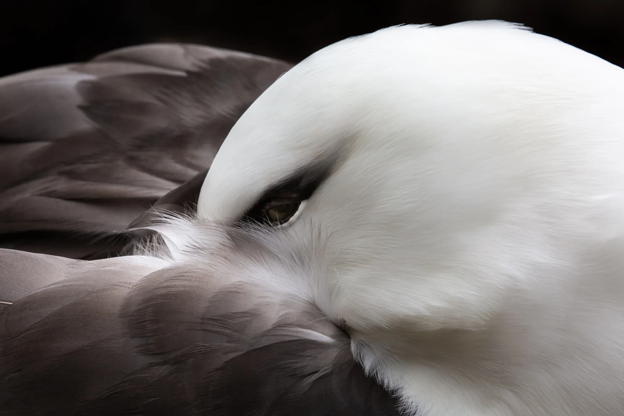 A nesting black-browed albatross tucks its head into its artfully elegant feathers while resting at a colony in the Falkland Islands. These beautiful birds are struggling to stay afloat in battle against the long-line fishing industry which threatens to needlessly sink albatross populations into oblivion. With certain fishing practices, albatross species are attracted to fish bait and get caught in fish nets. By some estimates 100,000 albatross lose their lives to long-line fishing each year, making albatross the most threatened bird family in the world. Albatross are long-lived/slow-maturing birds that pair with a single mate for life. As a result, the death of one or both birds in a pair has a lop-sided impact on future generations. In the South Georgia Maritime Zone, fishing vessels are now regulated by a set of rules that make it possible for coexistence with little to no cost to fisheries. Though South Georgia's regulations have been successful at keeping the birds safe, albatross are incredibly mobile birds that travel thousands of miles across the ocean. Ensuring a future of these spectacular birds means shifting the international industry towards a new mindset of conservation and stewardship.