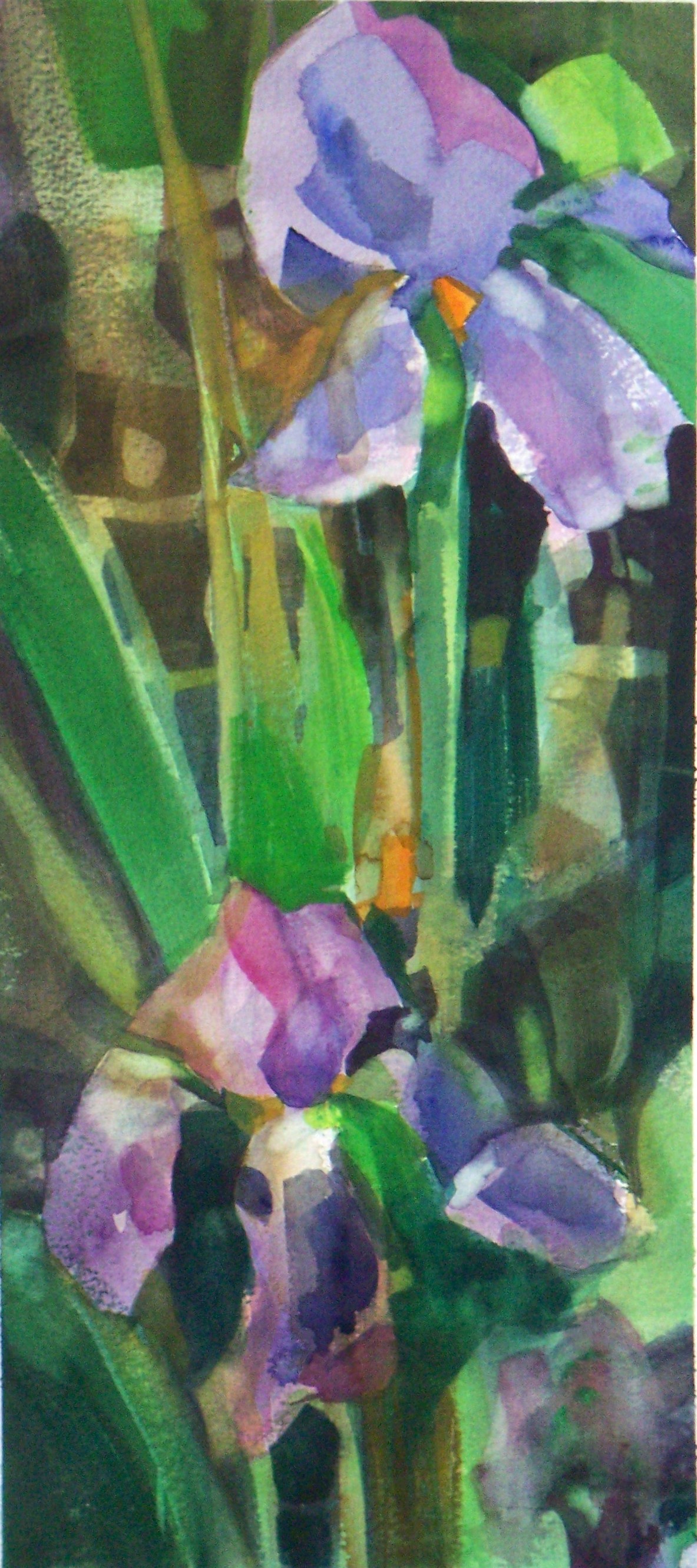 Blue Iris