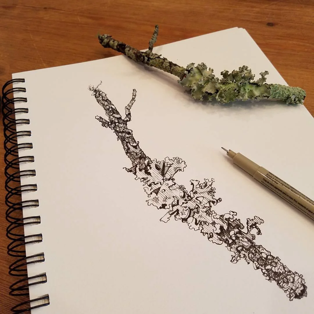 sketch of tree branch and lichen