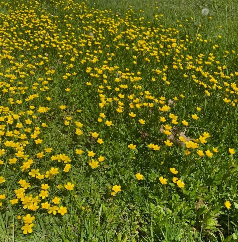 Transition, Travel, &amp; Tourism