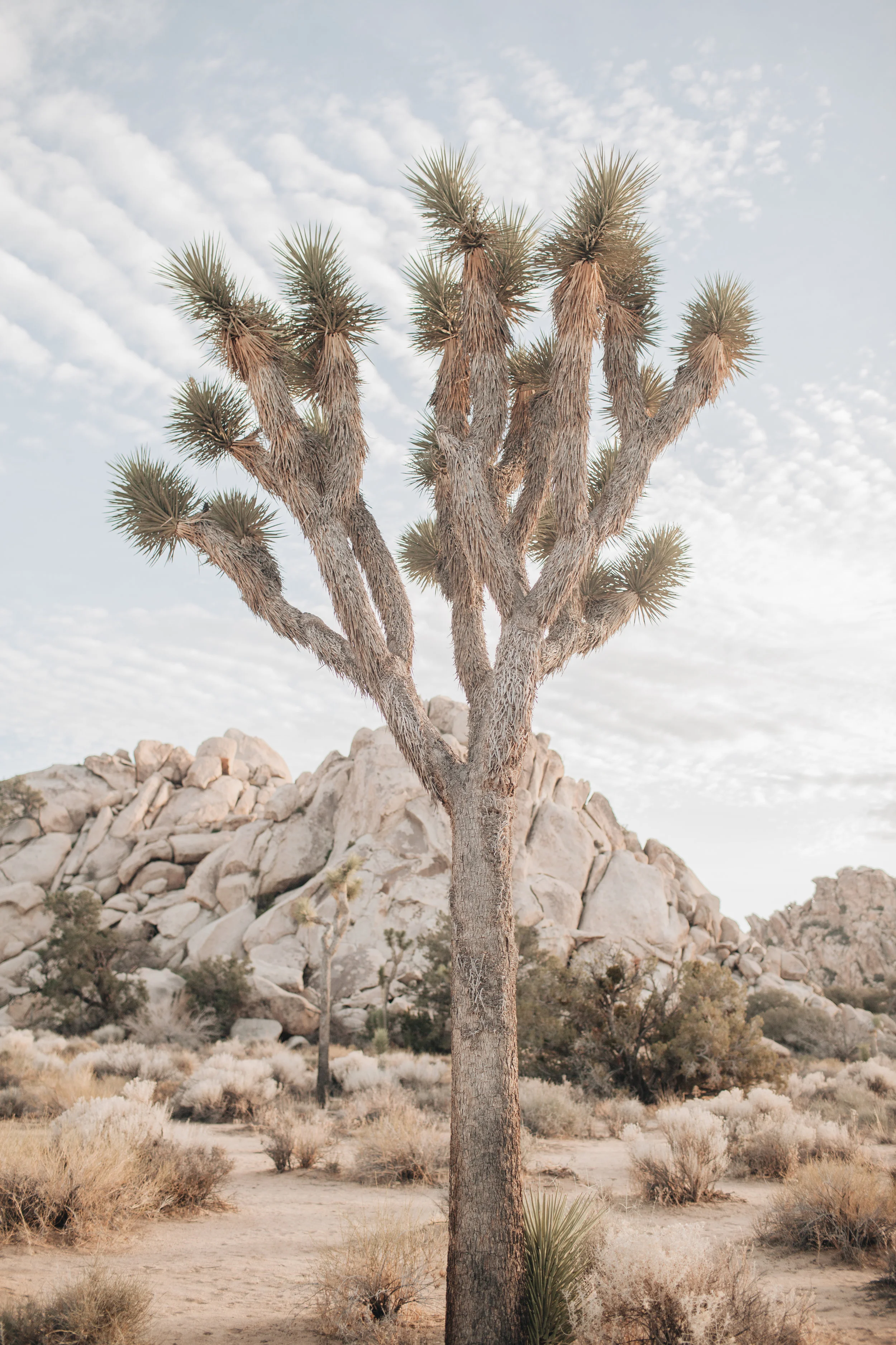 JJOHNSON-TUSCON17-11.jpg