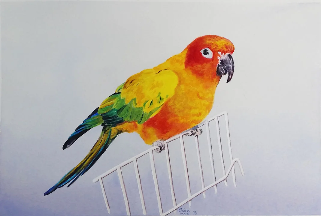 parakeet.jpg