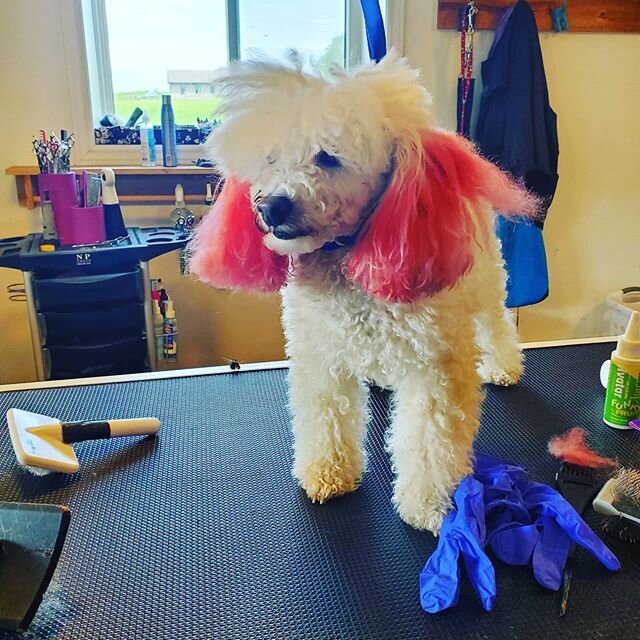 It's a bit of a process to make Bloom look and feel pretty again, but OMG 🐩💜
