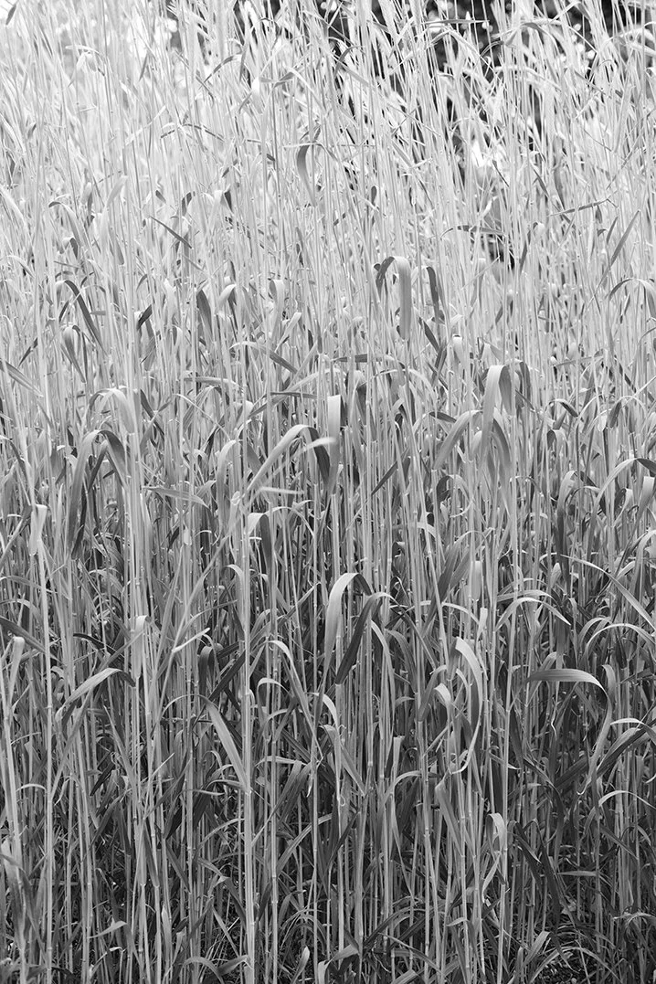 No.1 자연_2019 (스위스)