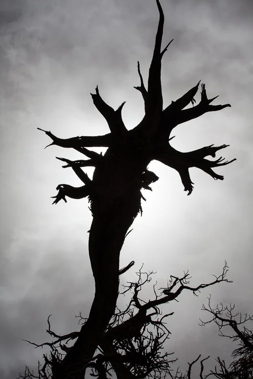 Tree on Wildrose Peak in Death Valley National Park