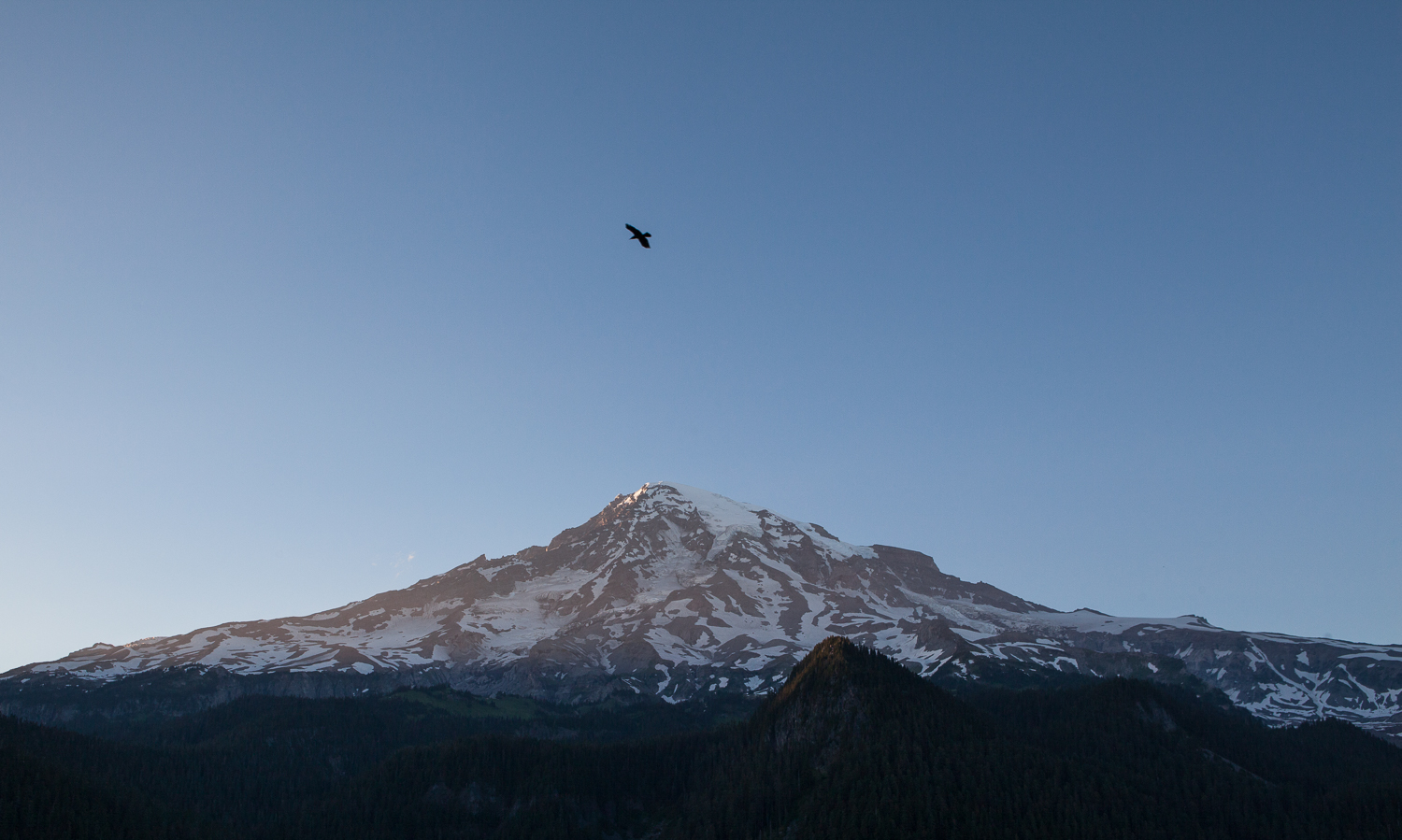 mount-rainier-raven-flying-travel-explore