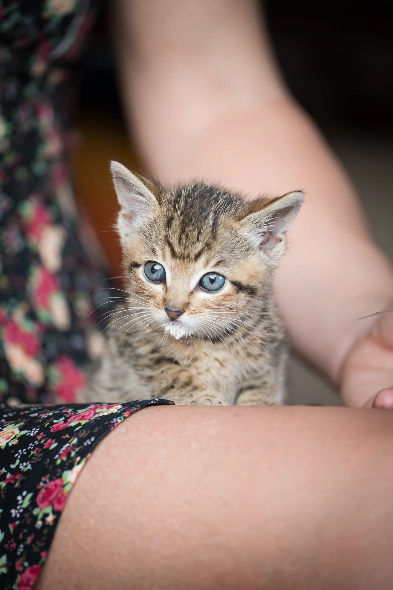 Blue the kitten, found while traveling in Hana, Maui