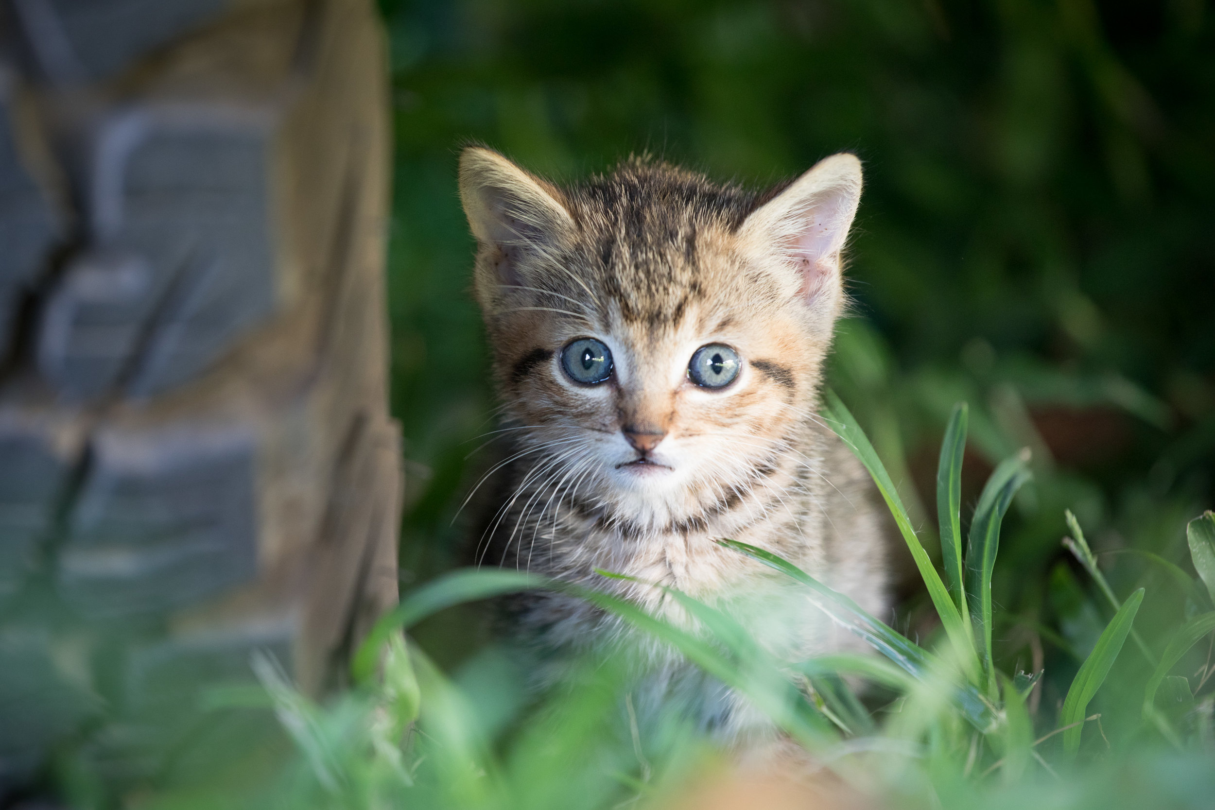 Blue the kitten, found while traveling in Hana, Maui