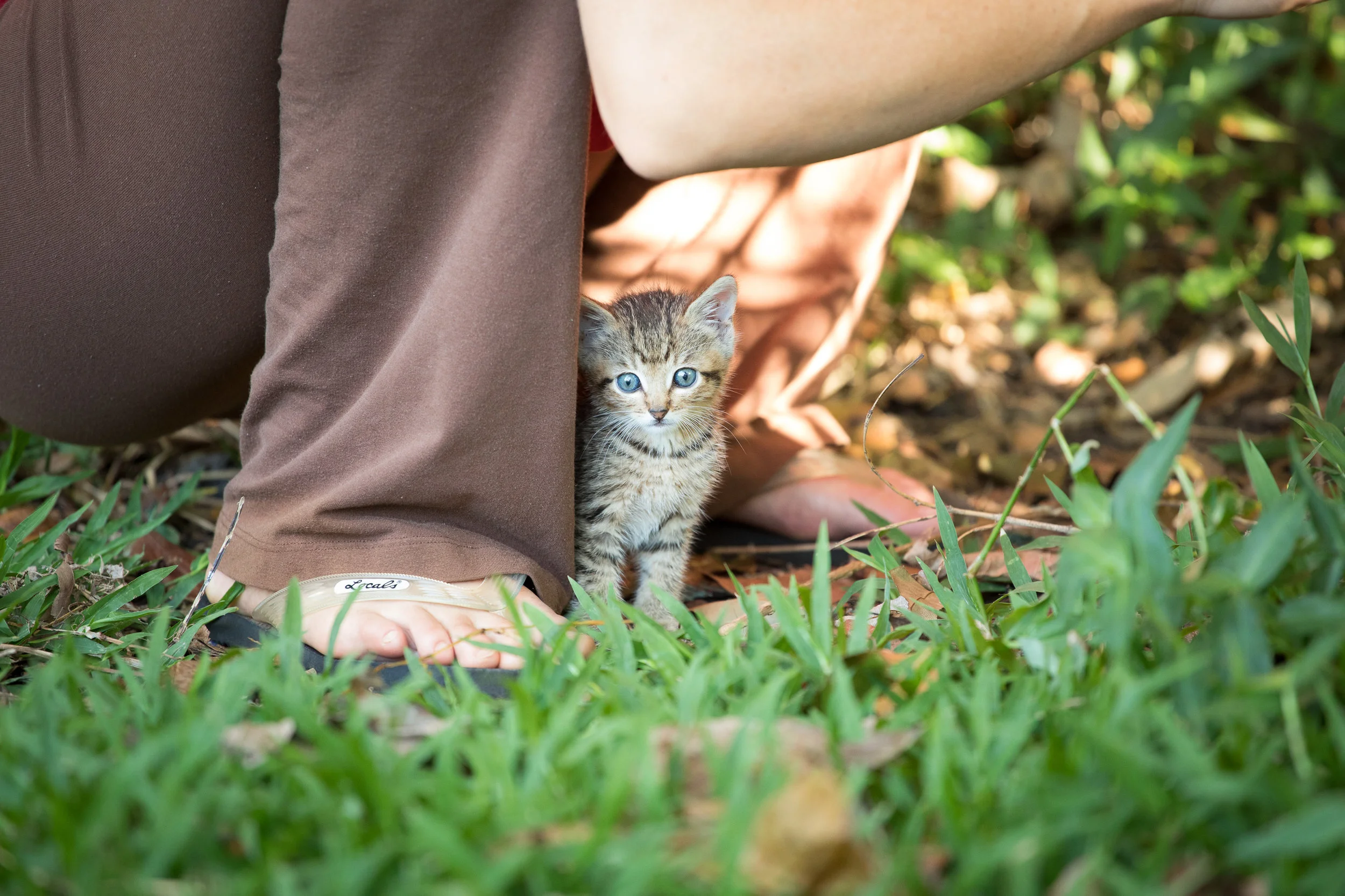 Blue the kitten, found while traveling in Hana, Maui