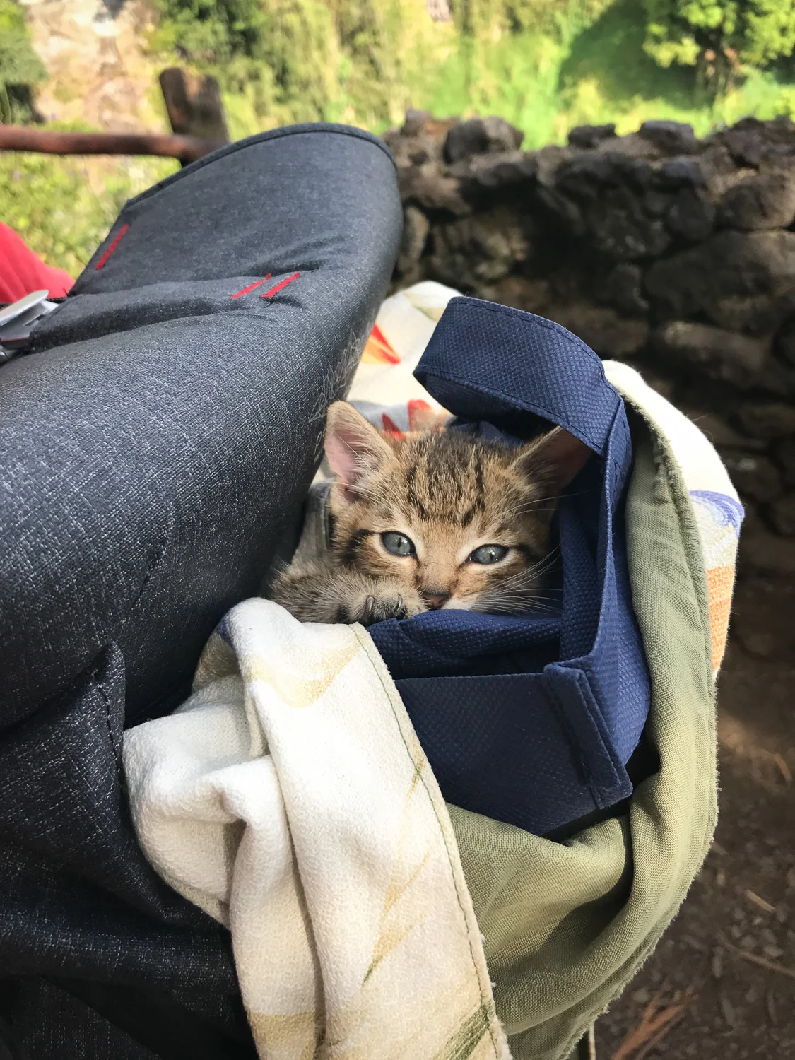 Blue the kitten, photo by Haley Ferguson