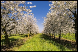 Apple Tree Flowers.jpg