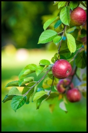 Apples.jpg