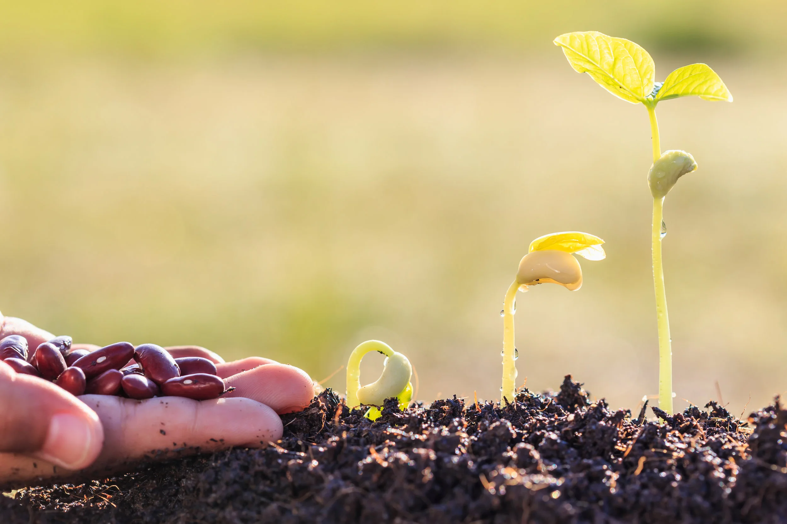 seedtosprout.jpg