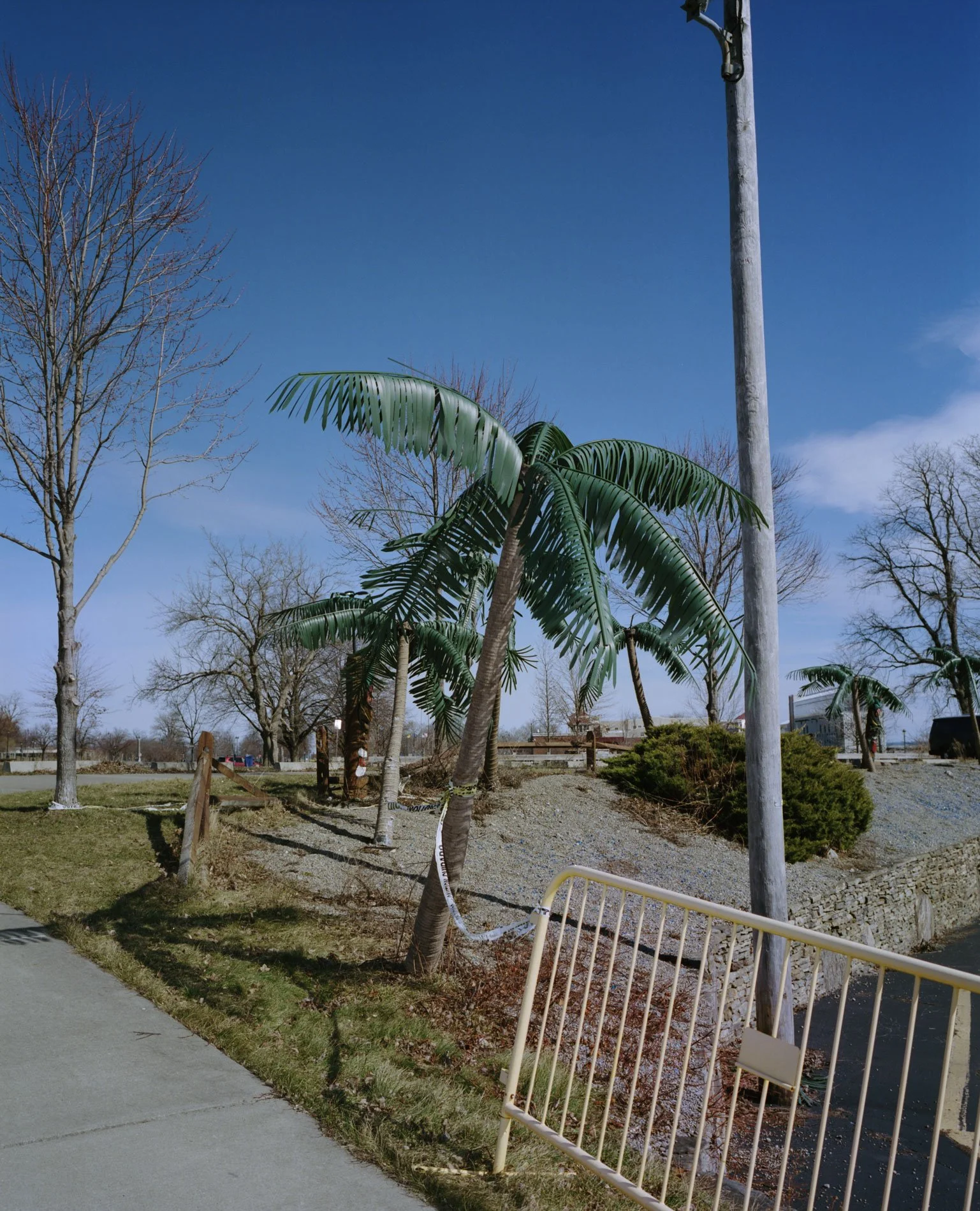 2026-03-lakeontario-restaurant-palmtrees.jpg