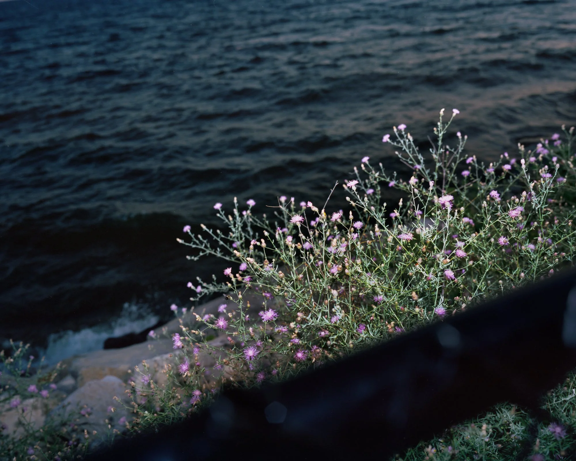2026-08-CapeVincent-Tibbets-purple.jpg