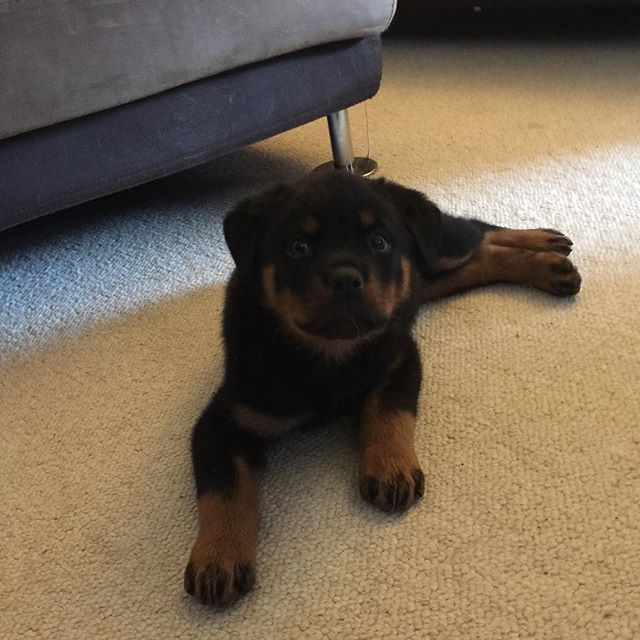 Thought we could survive without a Rottweiler, but after 20 years with rotts, realized it wouldn't be possible. Here's our new baby (no name yet)! #rottweilerpuppy #serbianrottweiler #sleeplessnights