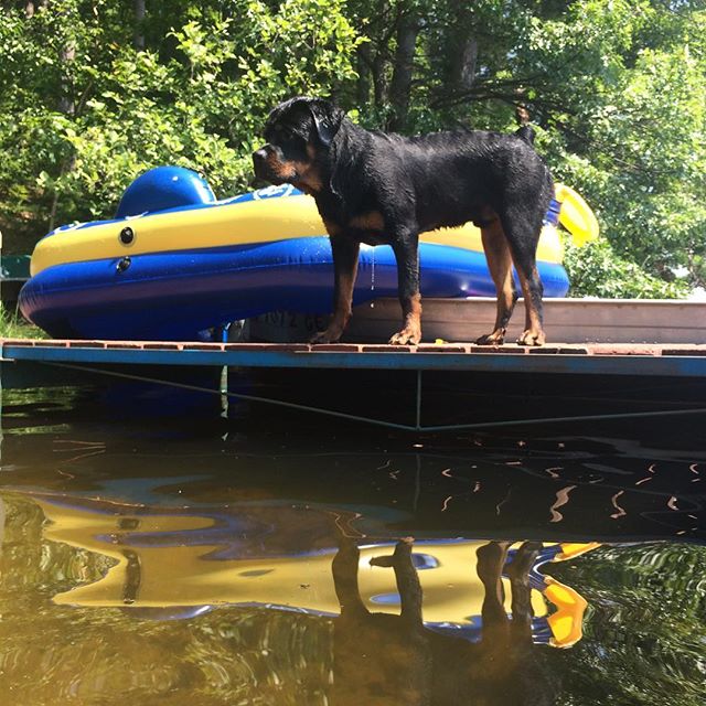 Our baby Boris learned how to swim this week &lt;3